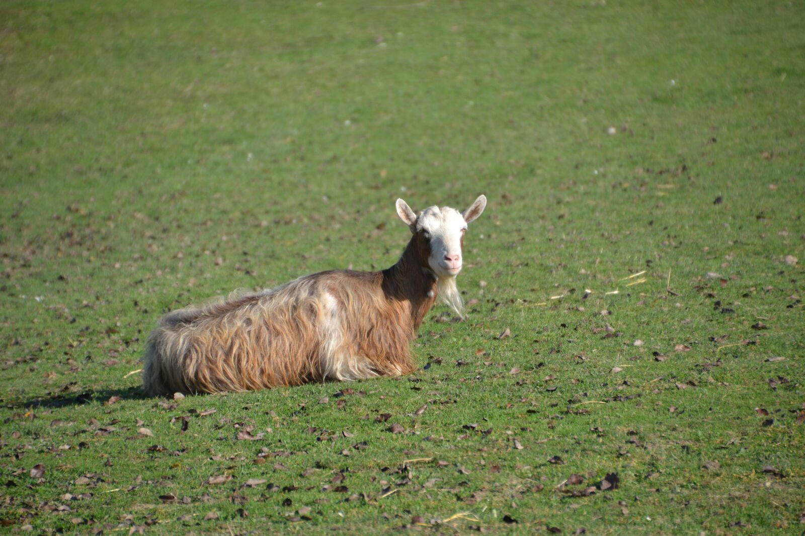 Nikon D3100 sample photo. Goat, billy goat, livestock photography