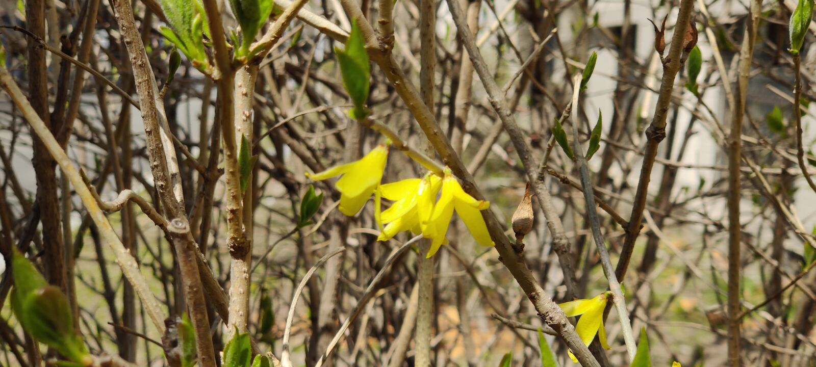 OnePlus HD1900 sample photo. Forsythia, spring, harbin photography