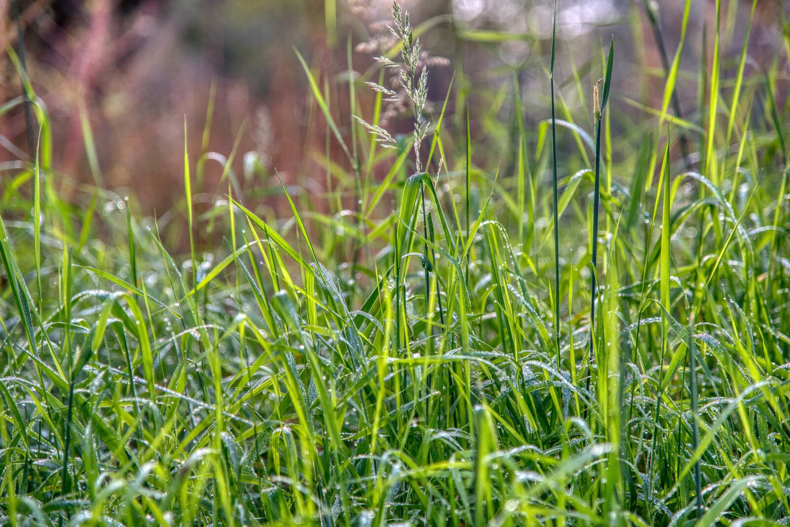 Nikon D750 sample photo. Meadow, grass, dew photography