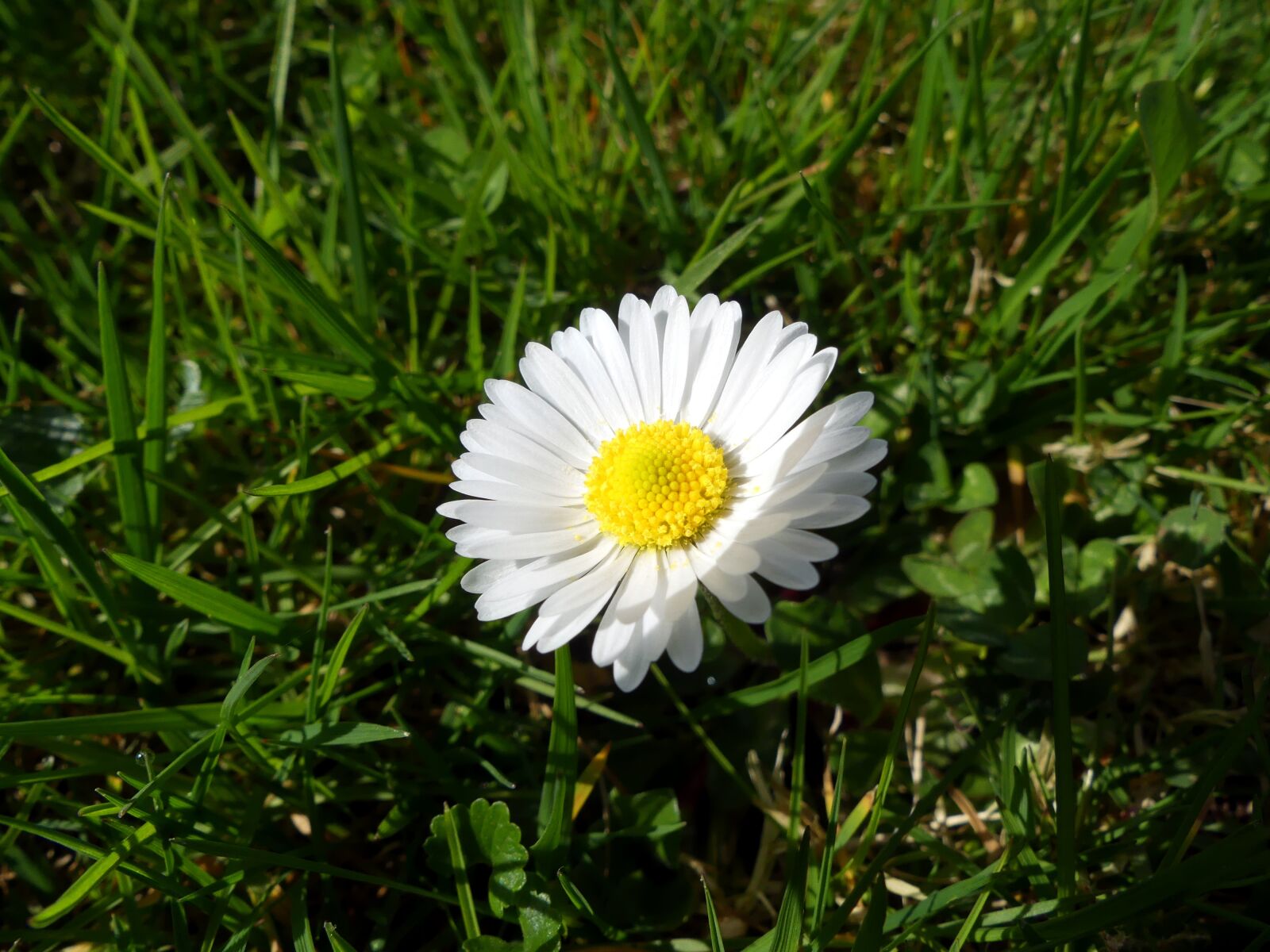Panasonic Lumix DMC-FZ300 sample photo. Daisy, flower, green photography