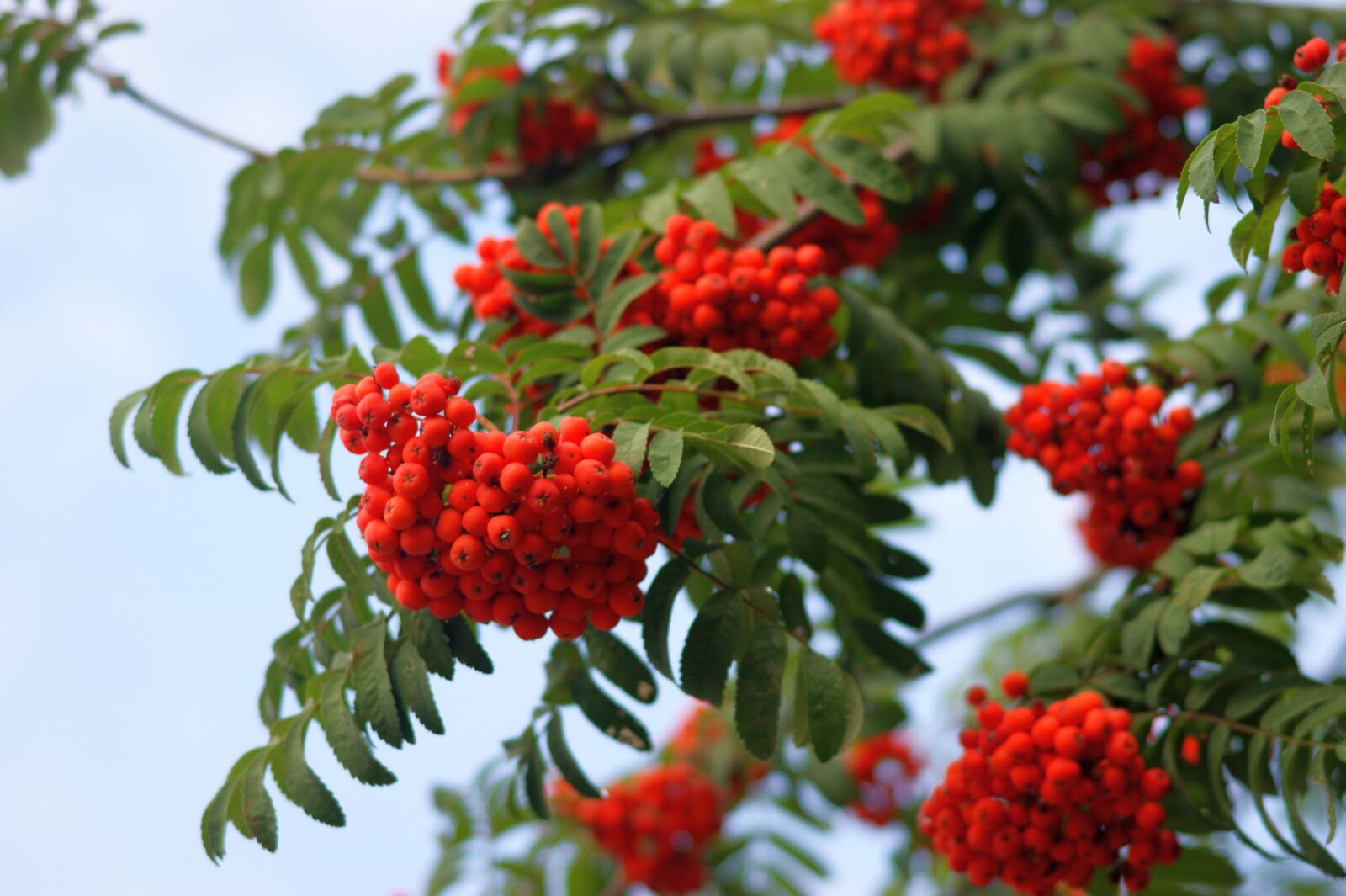 Sony Alpha DSLR-A290 sample photo. Rowan, red, fruit photography