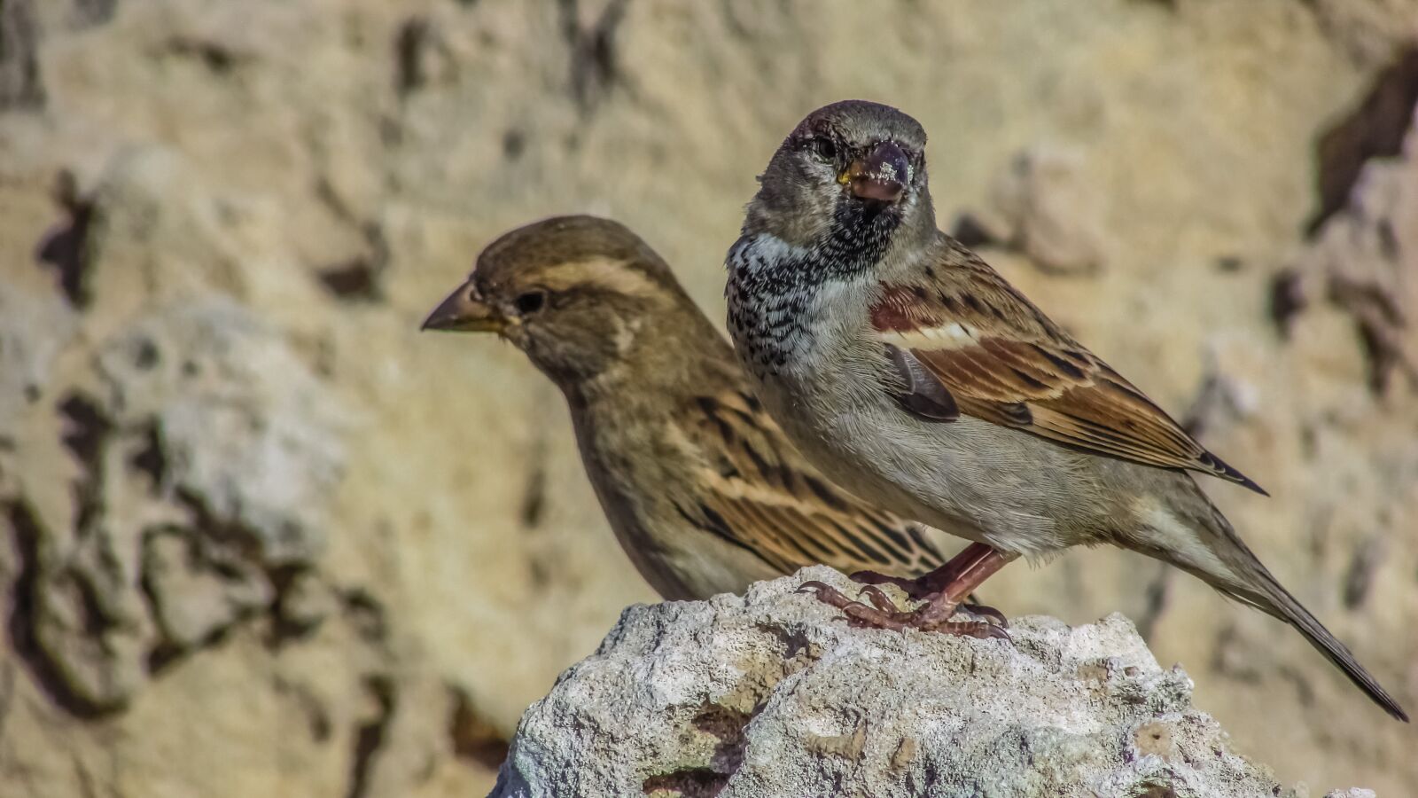 Canon PowerShot SX400 IS sample photo. Sparrow, nature, bird photography