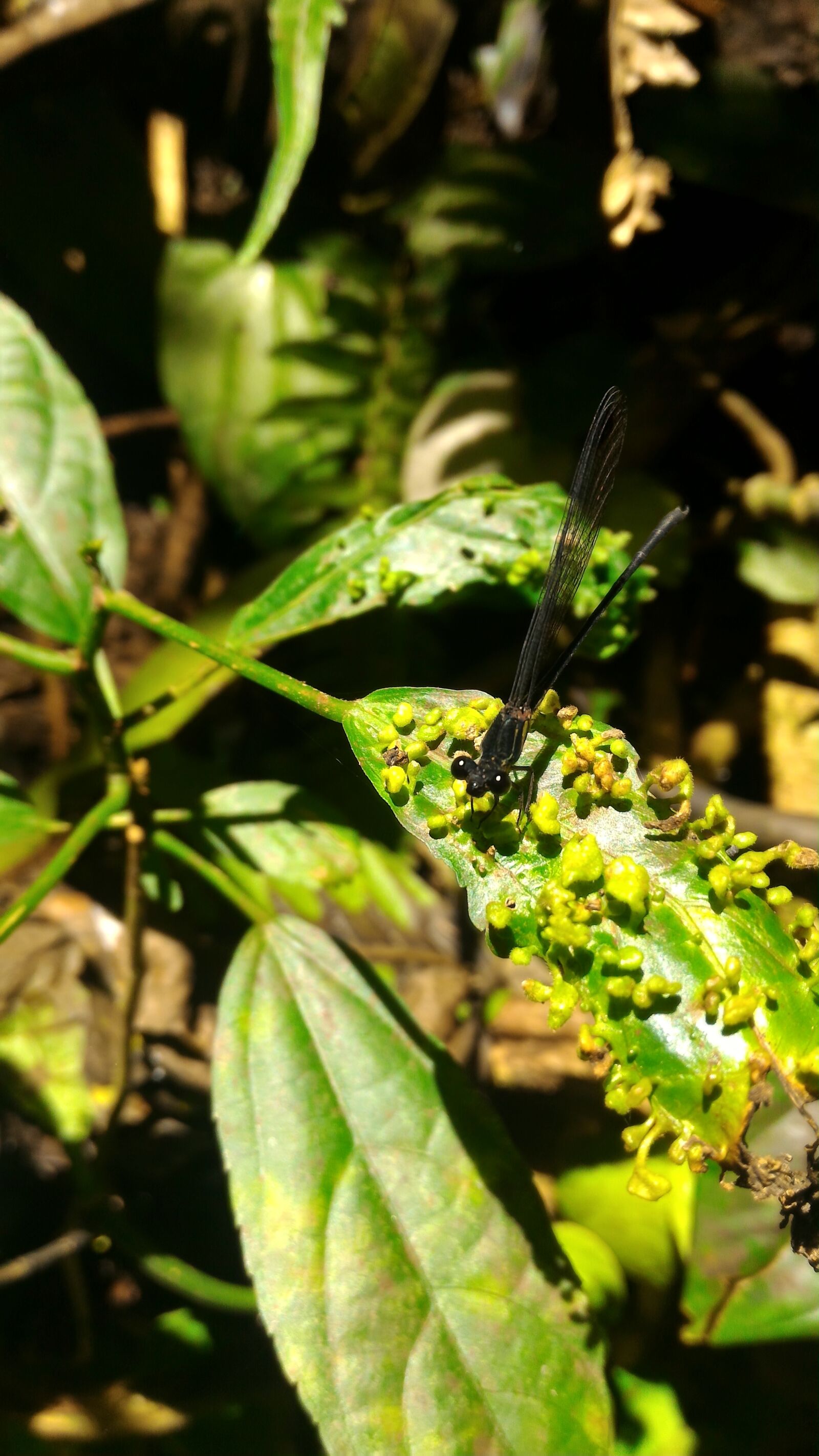 ASUS Z00AD sample photo. Dragonflies, insect, nature photography