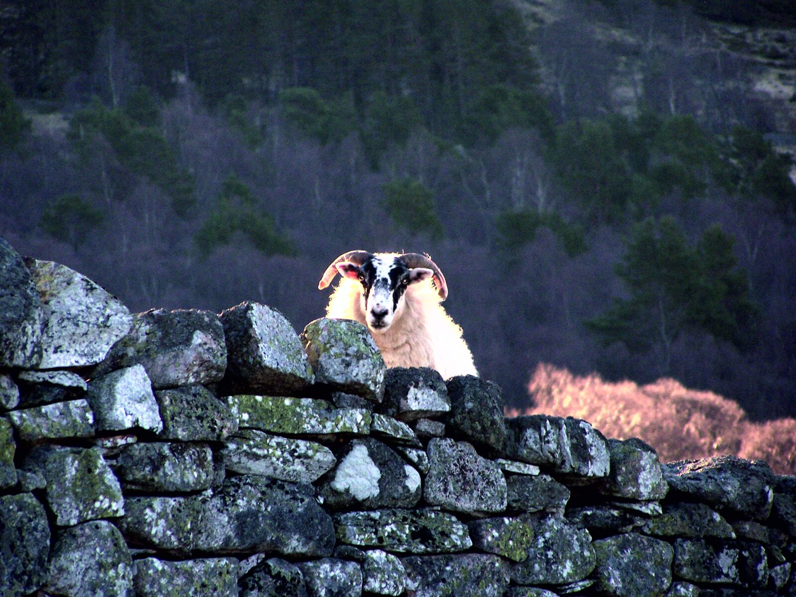 Kodak Z740 ZOOM DIGITAL CAMERA sample photo. Ram, wall, boulder photography