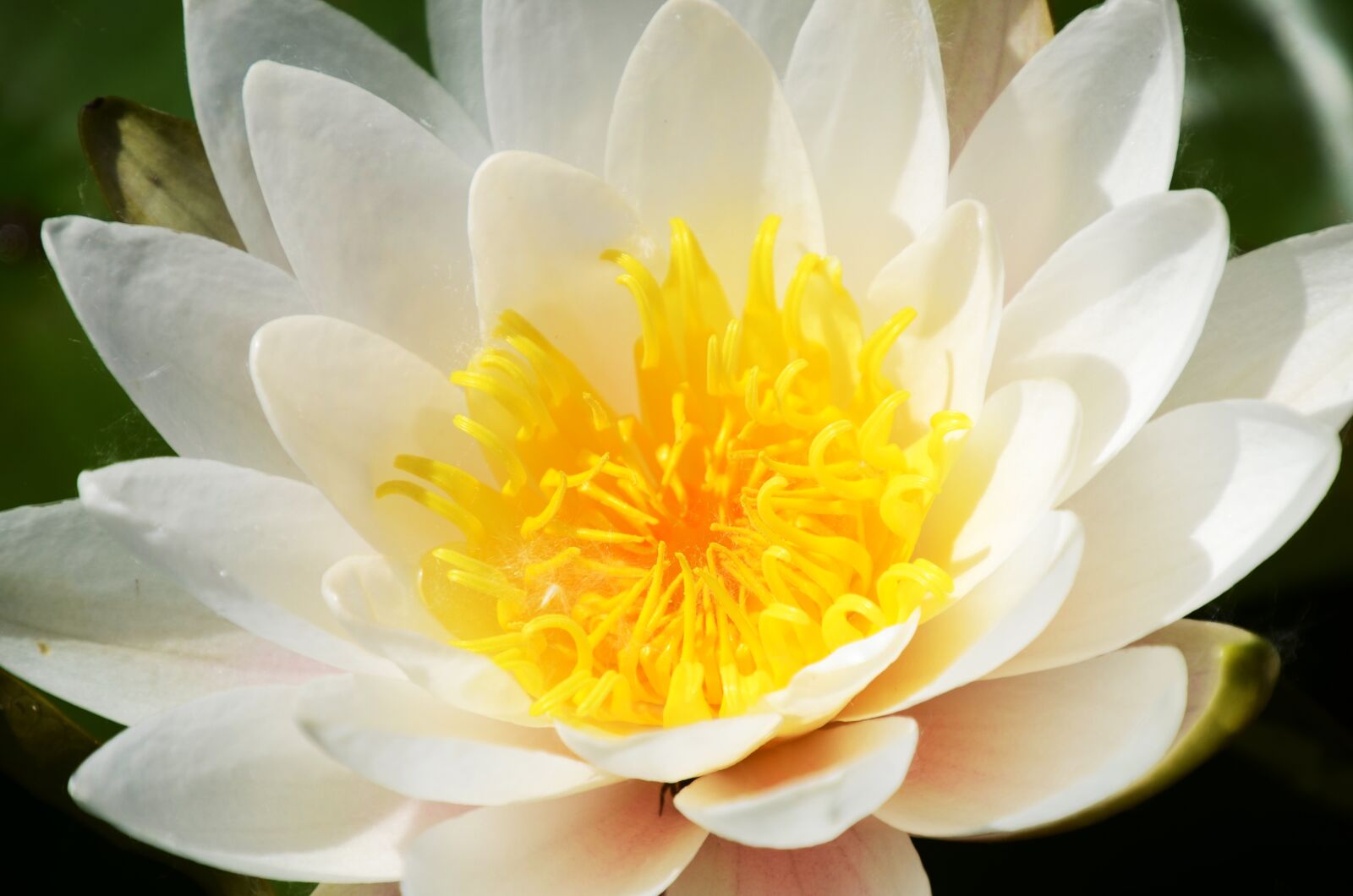 Nikon D7000 sample photo. Water lily, flower, lake photography