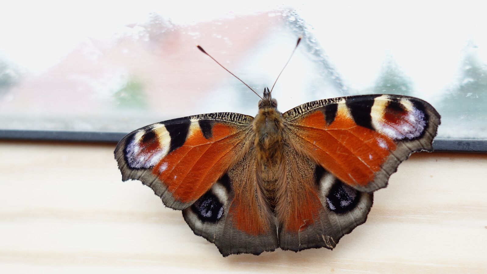 Sony Cyber-shot DSC-RX100 sample photo. Butterfly, tagpfauenauge, nature photography
