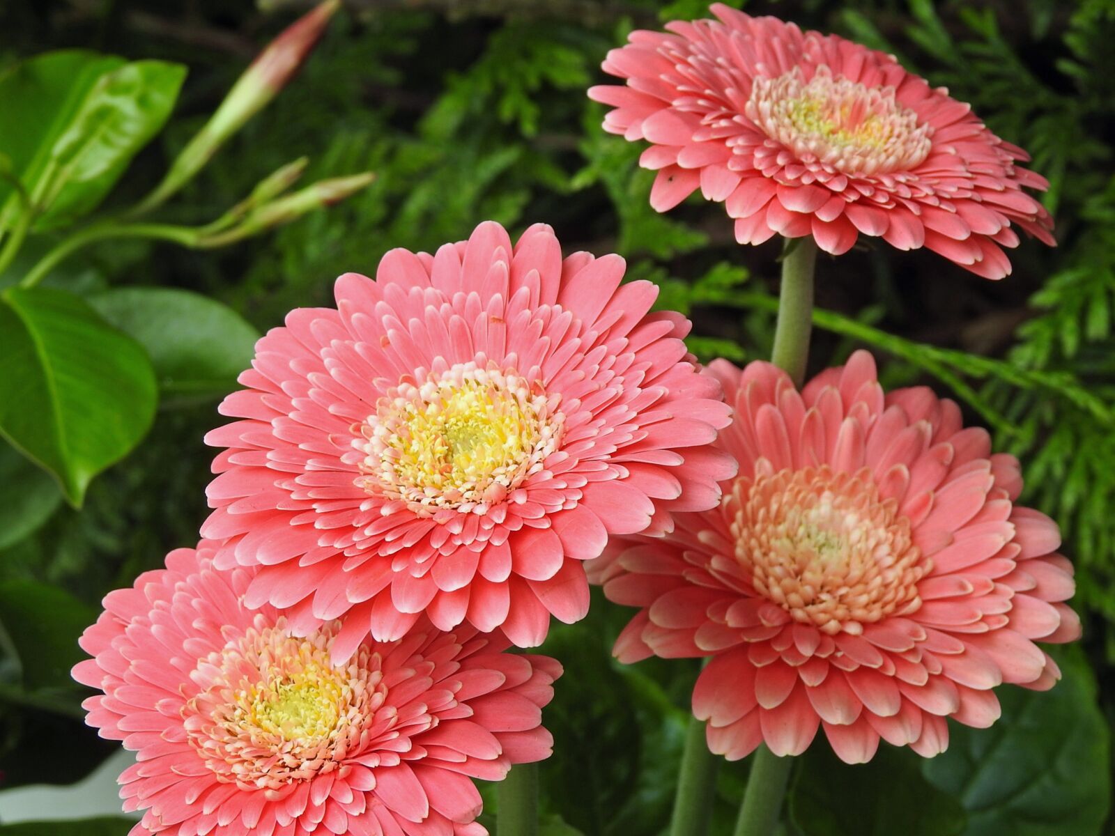Nikon Coolpix P900 sample photo. Dahlia, pink, pink flowers photography