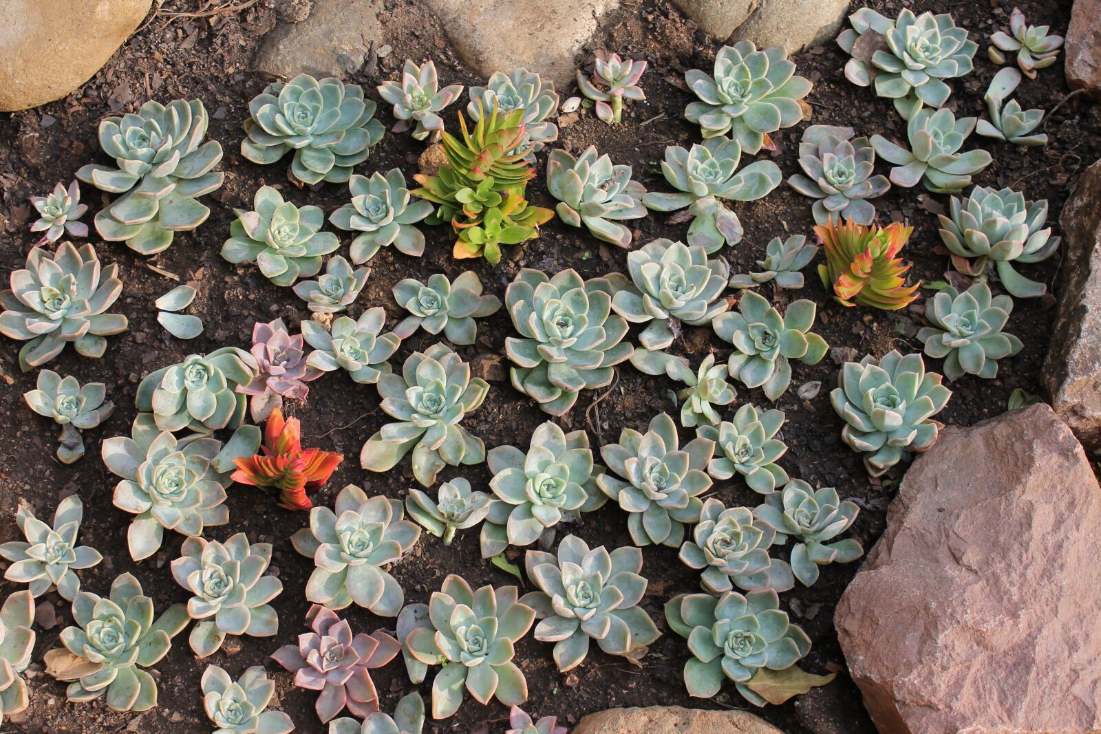 Canon EOS 1100D (EOS Rebel T3 / EOS Kiss X50) sample photo. Succulent, garden, plants photography
