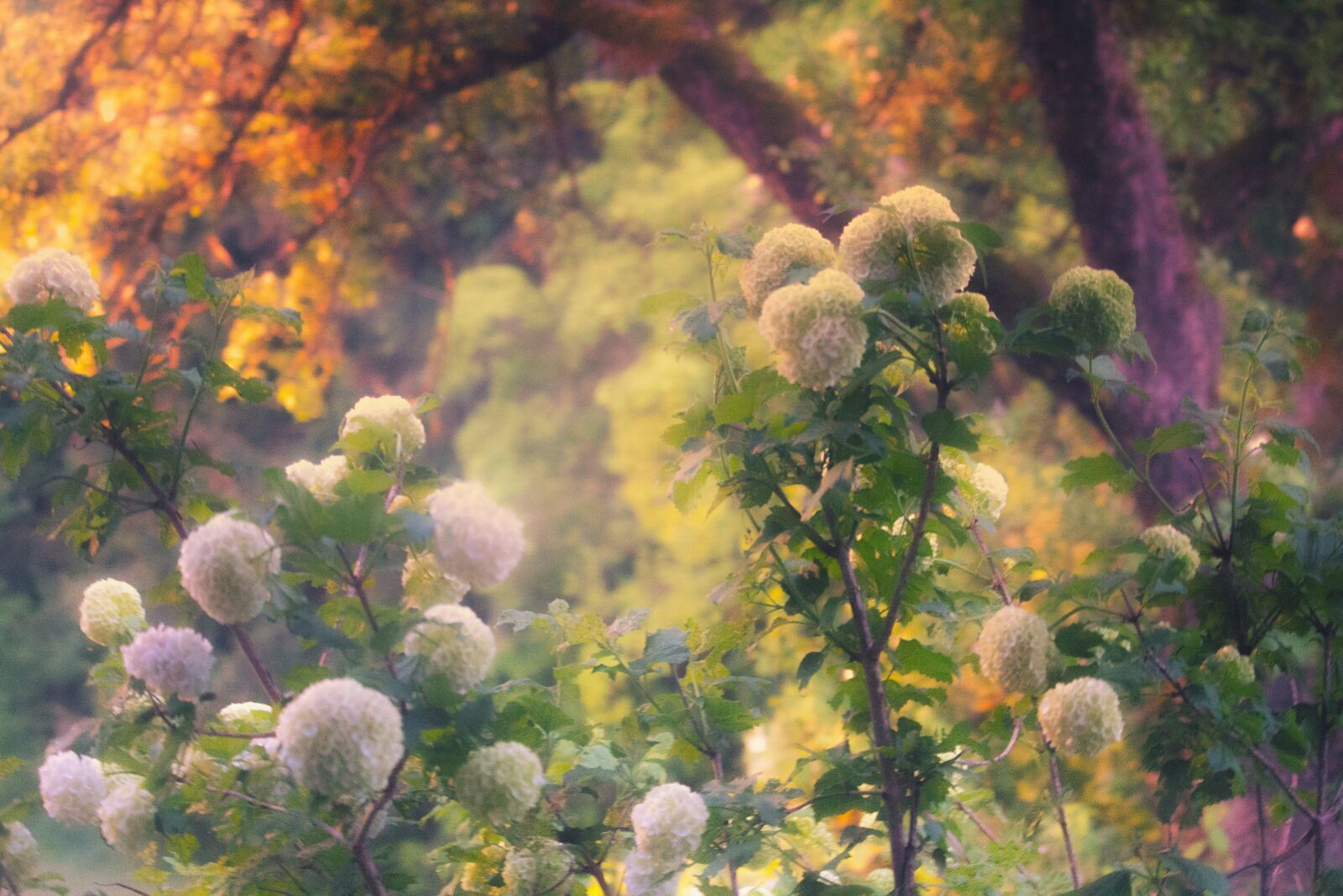 Canon EOS 700D (EOS Rebel T5i / EOS Kiss X7i) sample photo. Hydrangeas, bush, hydrangea bush photography