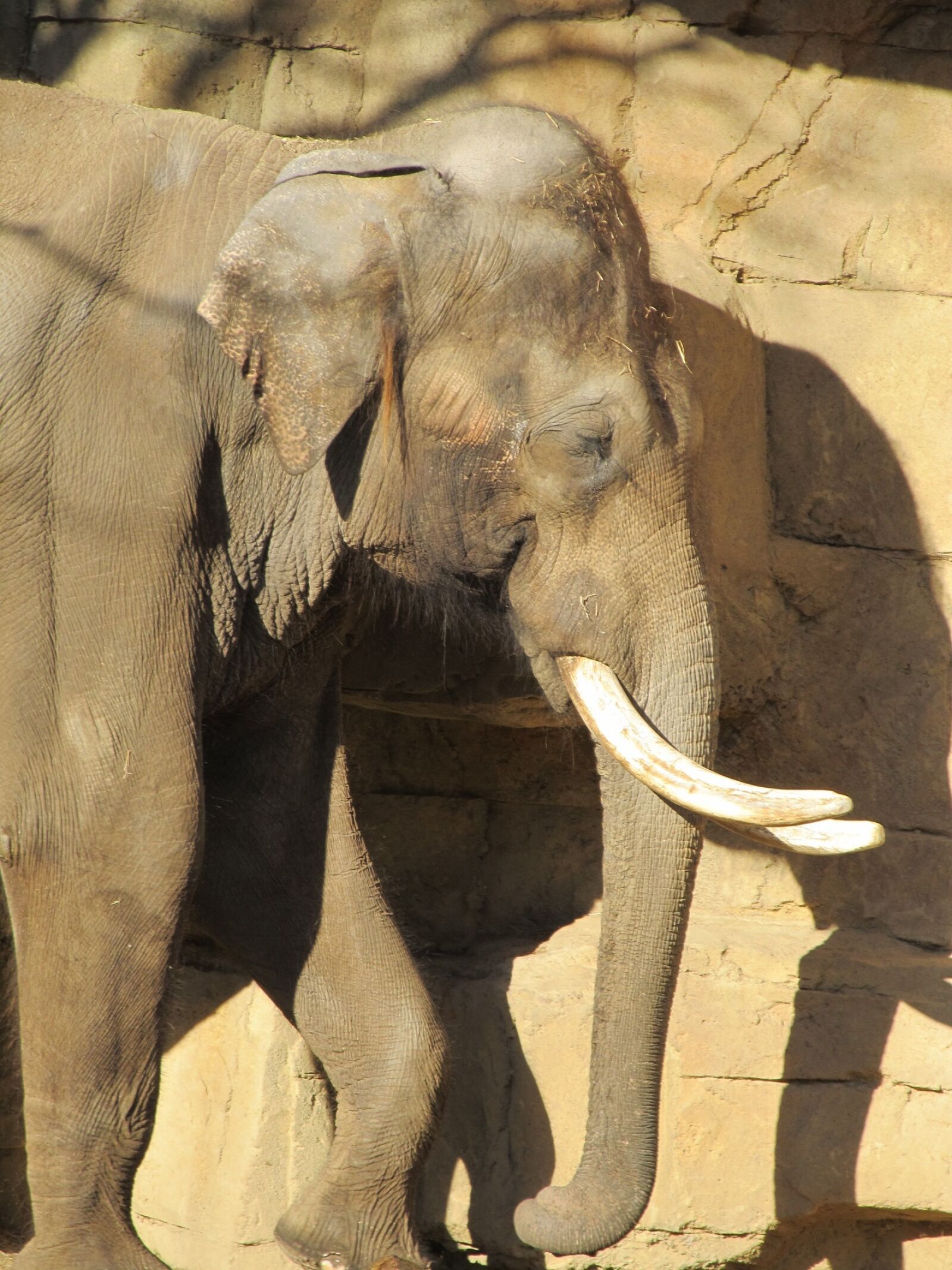 Canon PowerShot SX130 IS sample photo. Elephant, male, tusks photography