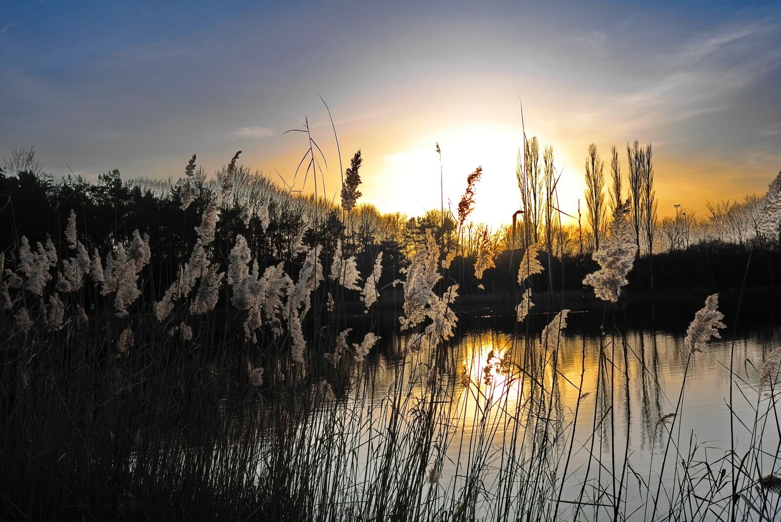 Leica X1 sample photo. Angler's pond, heusenstamm, reed photography