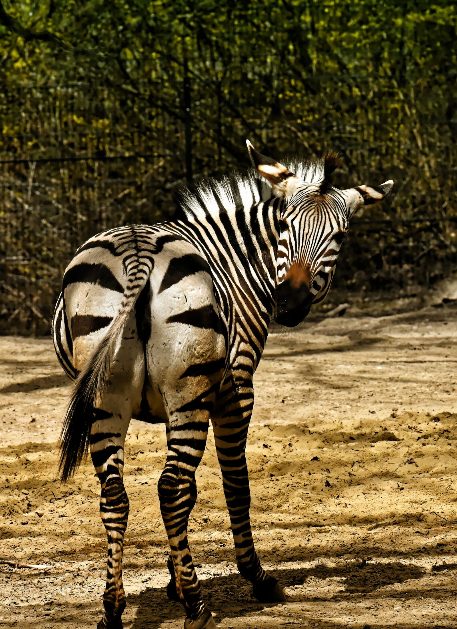 Nikon D7200 sample photo. Zebra, wild animal, zoo photography
