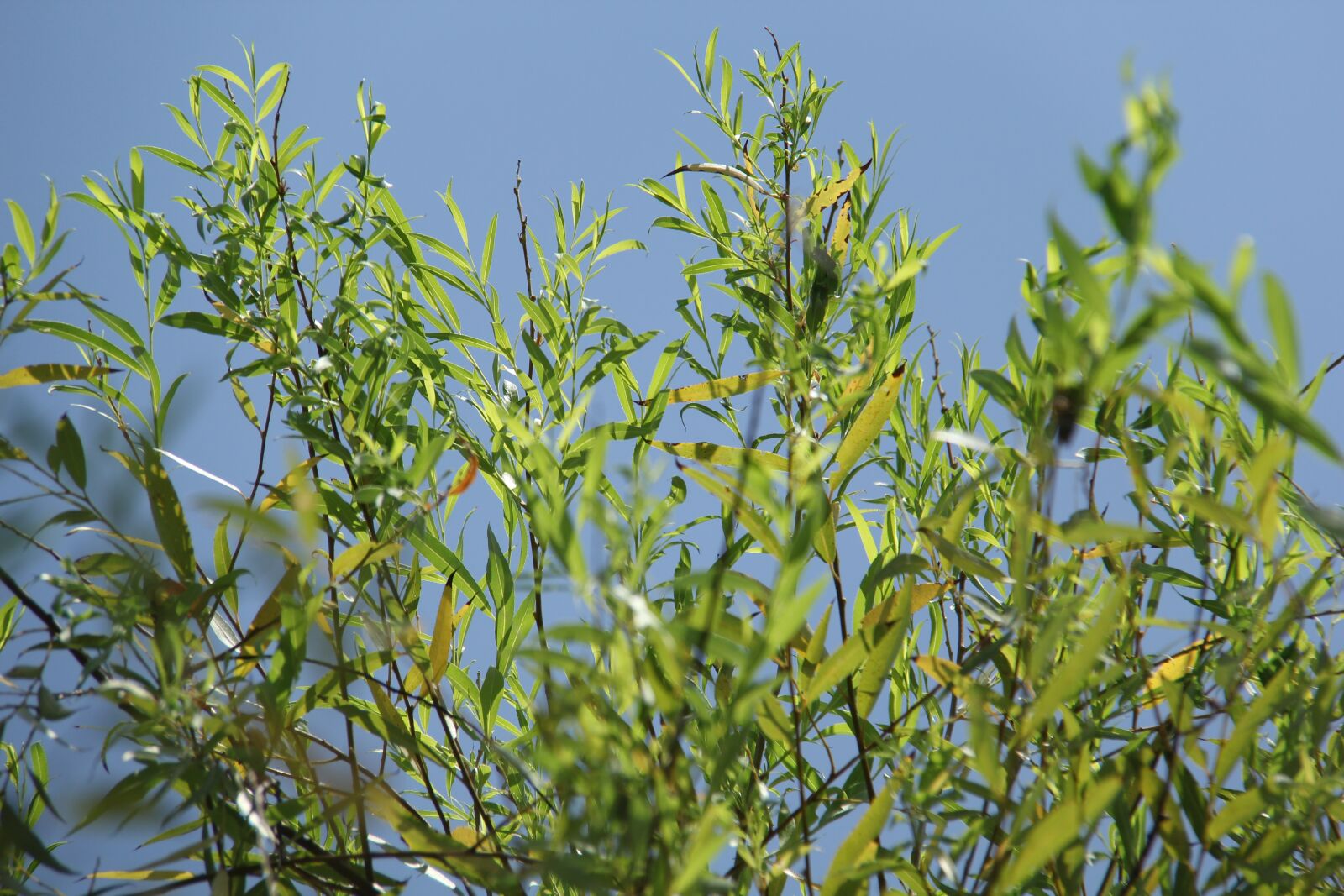 Canon EF-S 18-200mm F3.5-5.6 IS sample photo. Banboo, plant, scenery photography
