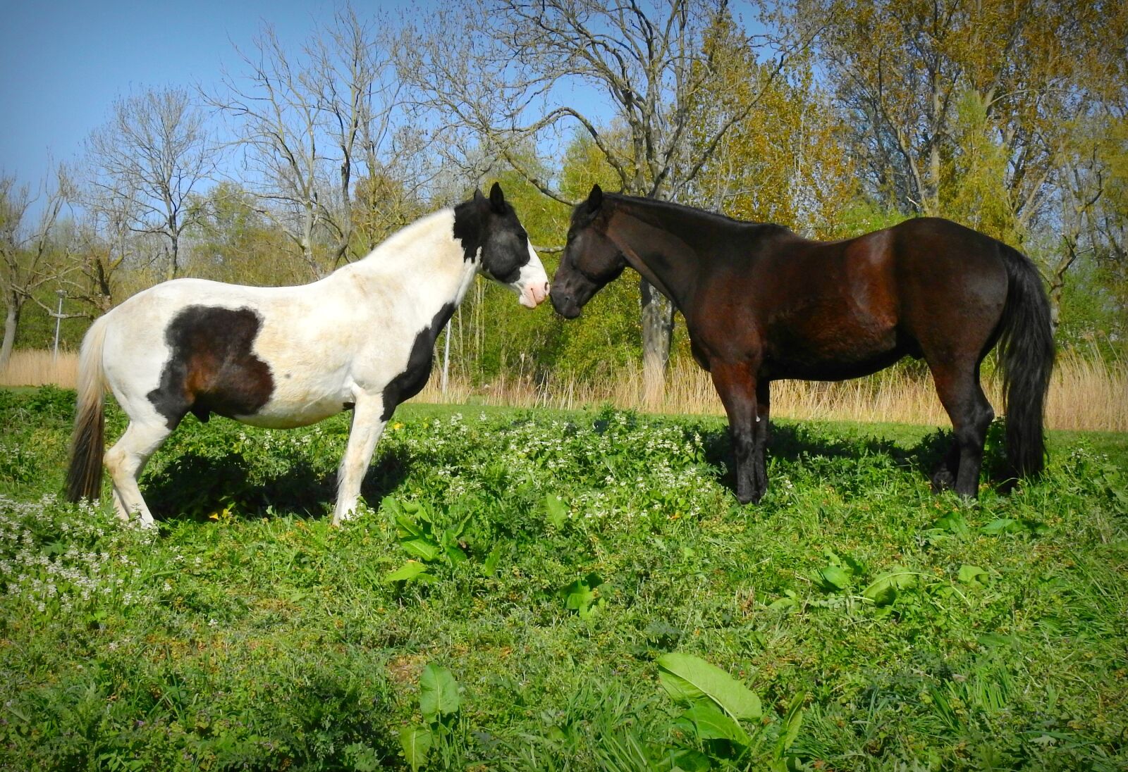 Nikon Coolpix P900 sample photo. Horse, animal, mammal photography