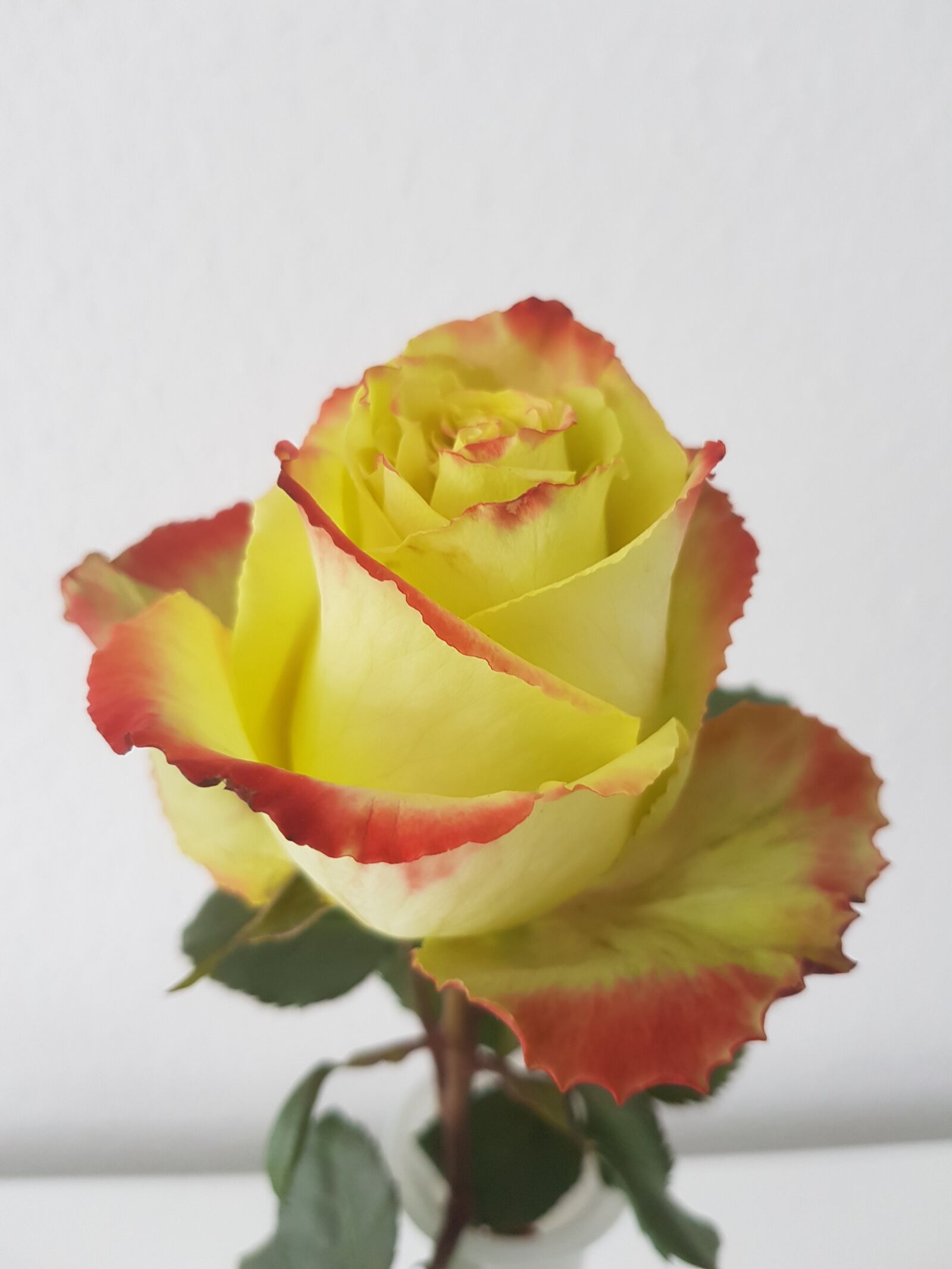 Samsung Galaxy S8 sample photo. Rose, plant, blossom photography