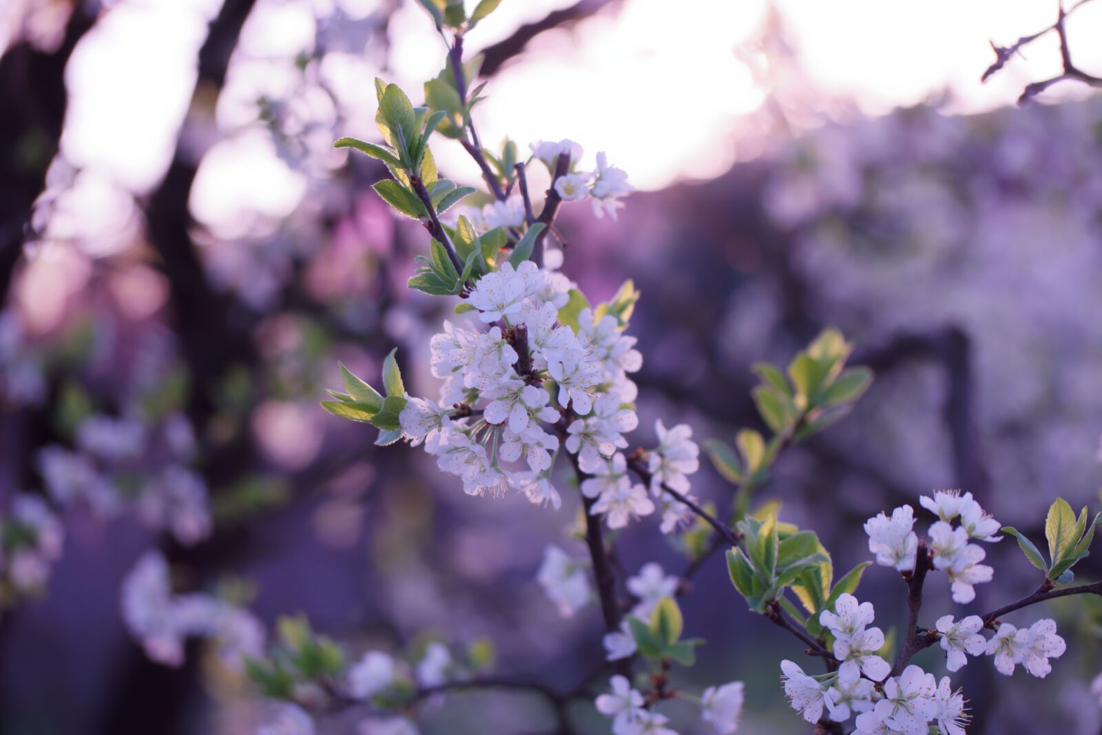 NX 60mm F2.8 Macro sample photo. Flowers, tree, spring photography