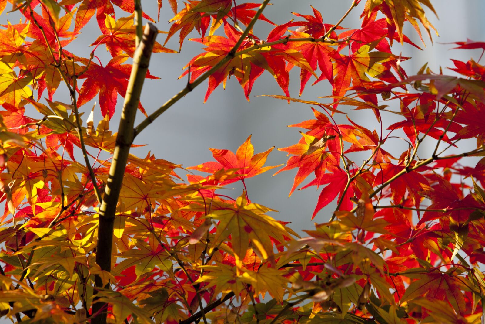Canon EOS 5D sample photo. Autumn leaves, autumn, red photography