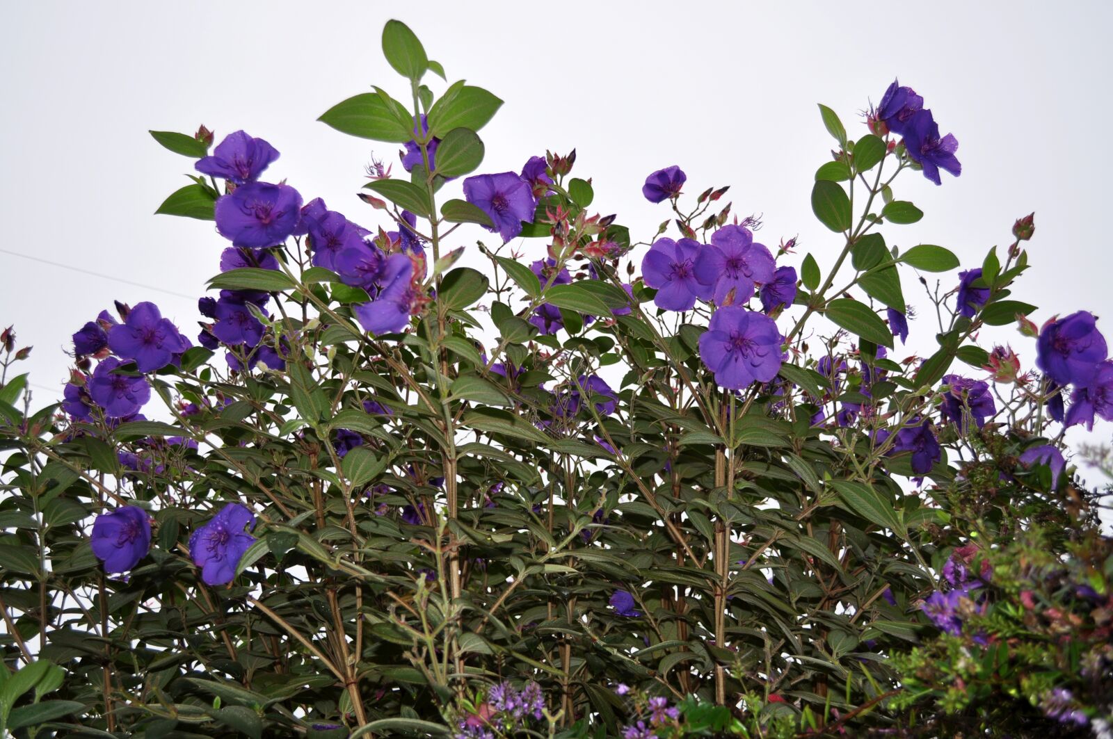 Nikon D5000 sample photo. Flowers, purple, purple flowers photography