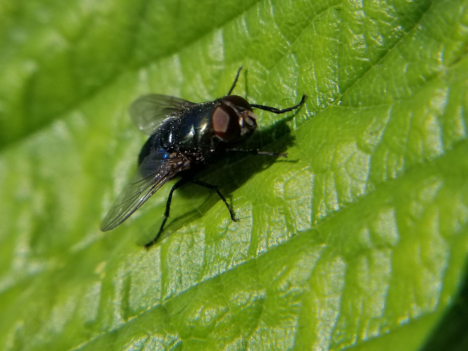 Samsung Galaxy S8 sample photo. Fly, fly on leaf photography