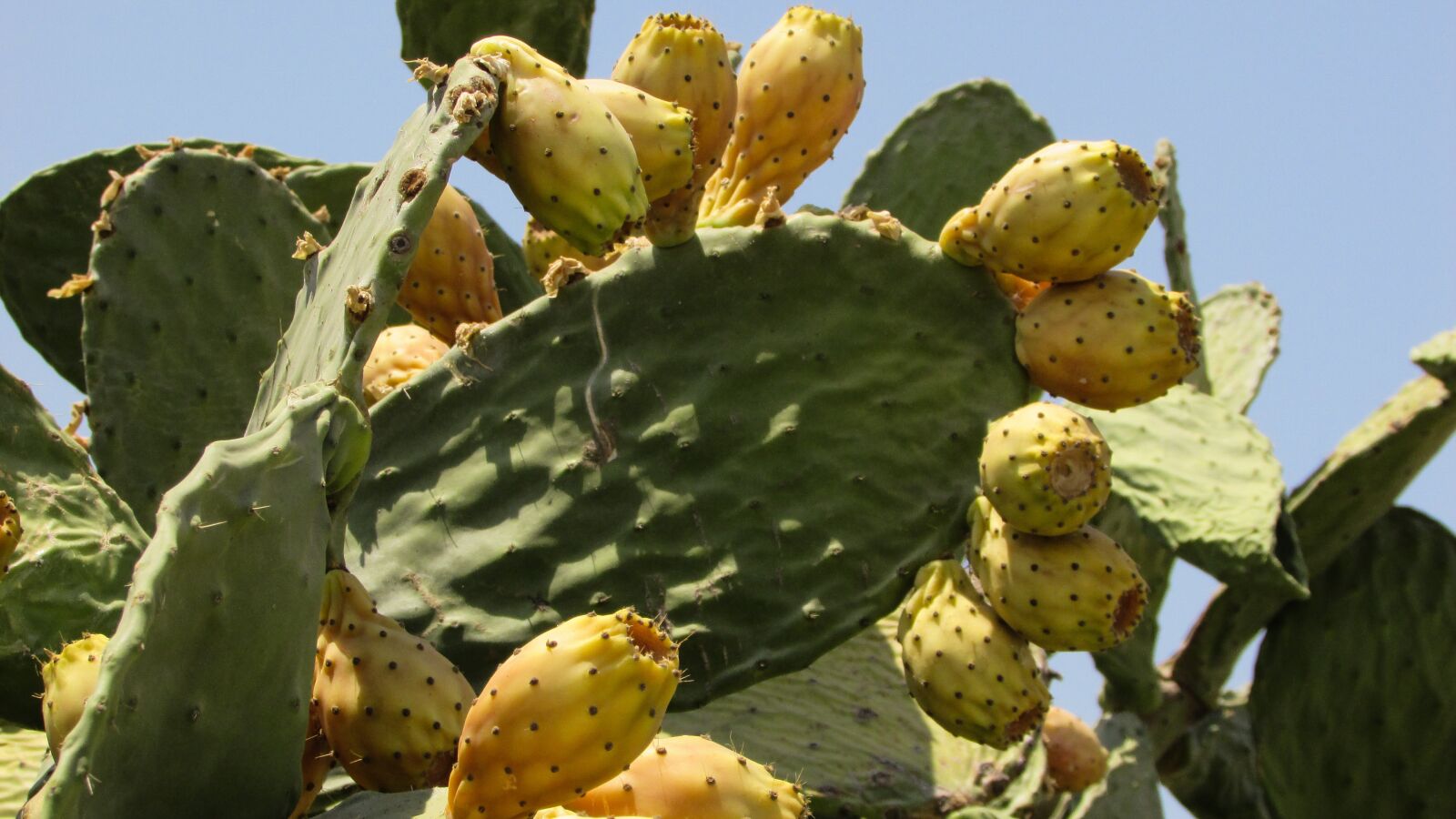 Canon PowerShot SX400 IS sample photo. Prickly pear, cactus, nature photography