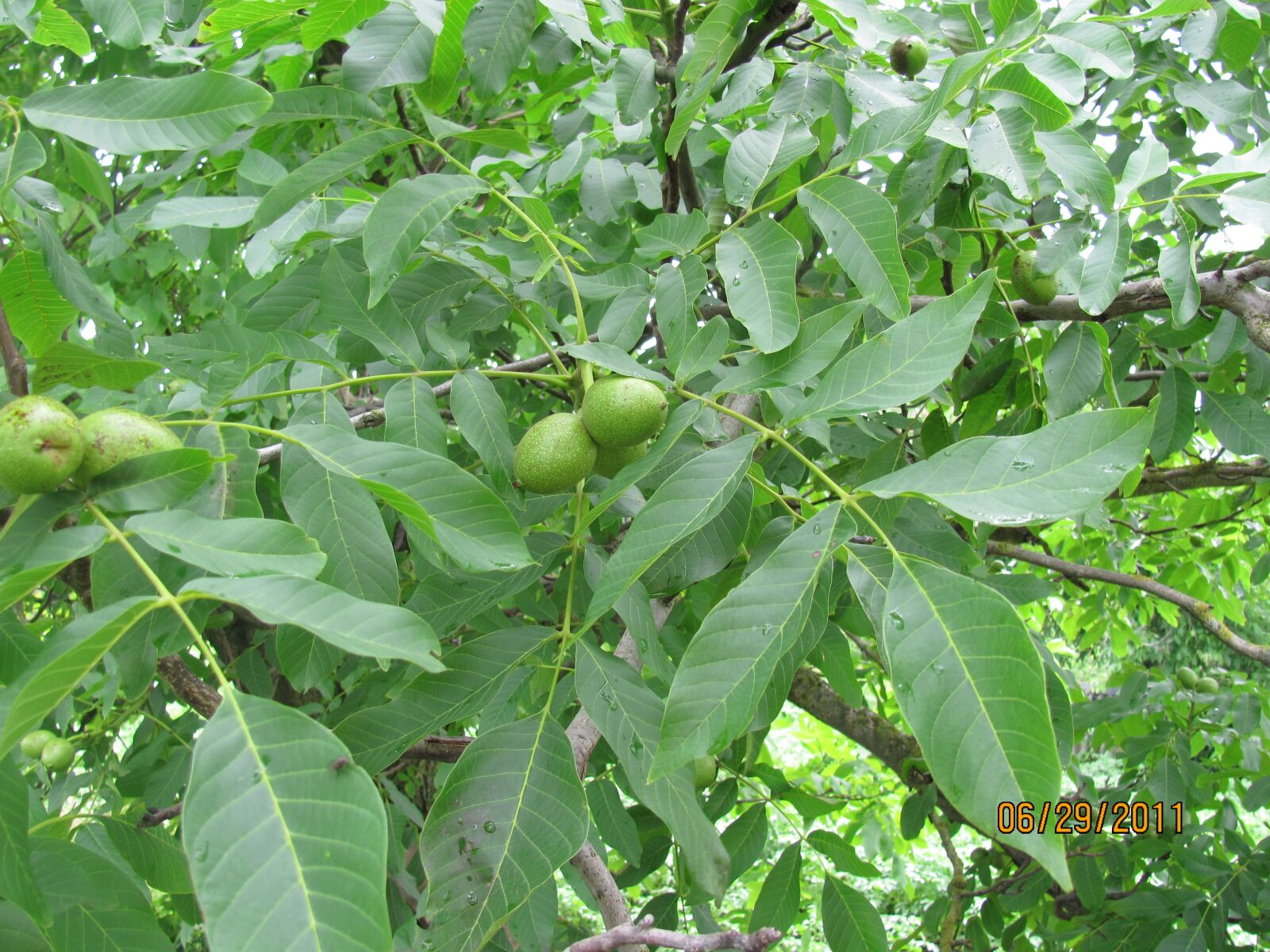 Canon PowerShot SX120 IS sample photo. Green nuts, summer, nature photography