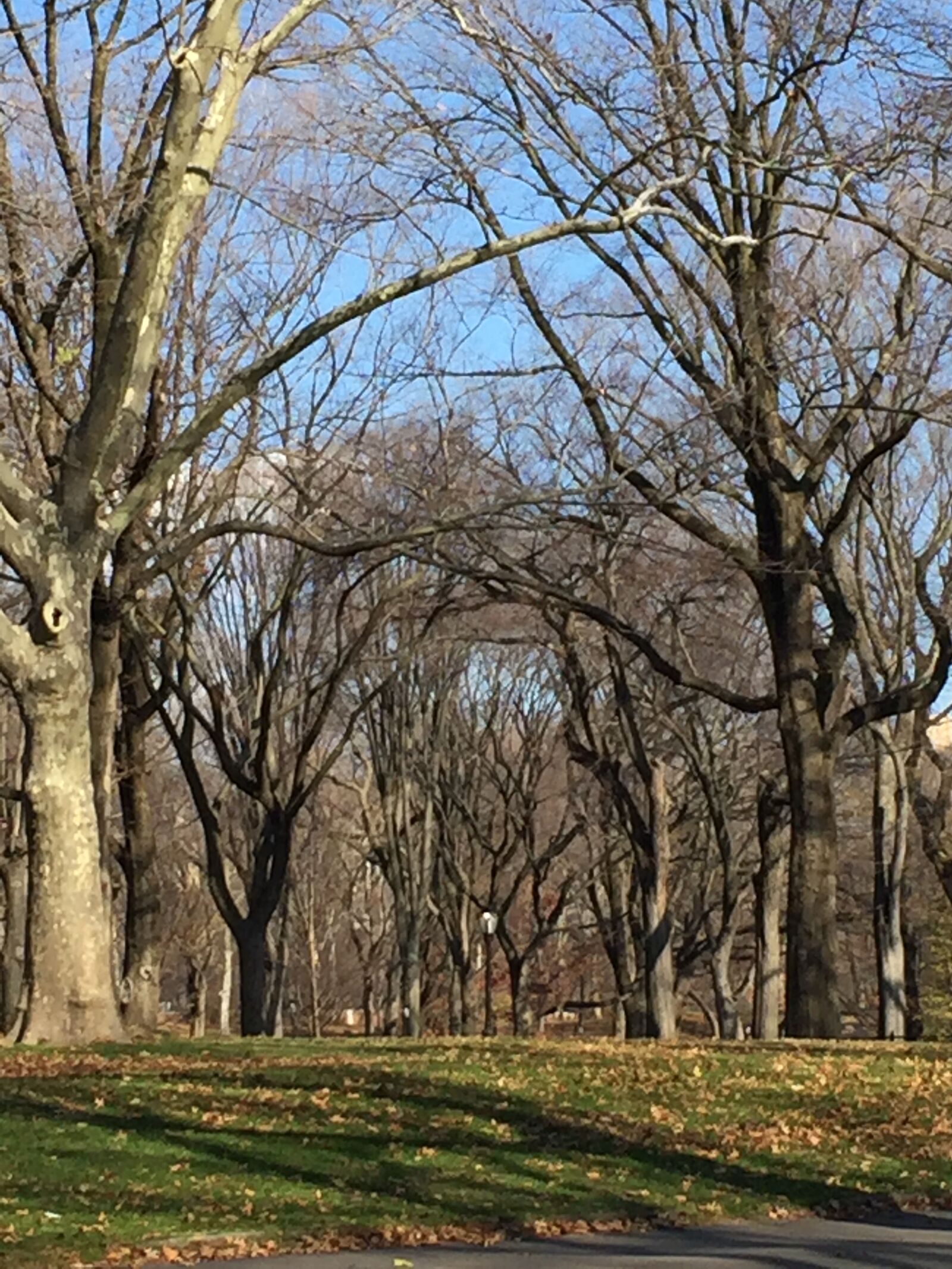 iPhone 6 Plus back camera 4.15mm f/2.2 sample photo. Autumn, blue, sky, central photography