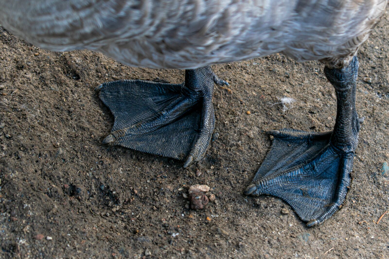 Nikon D5300 sample photo. Markery, webs, structure photography