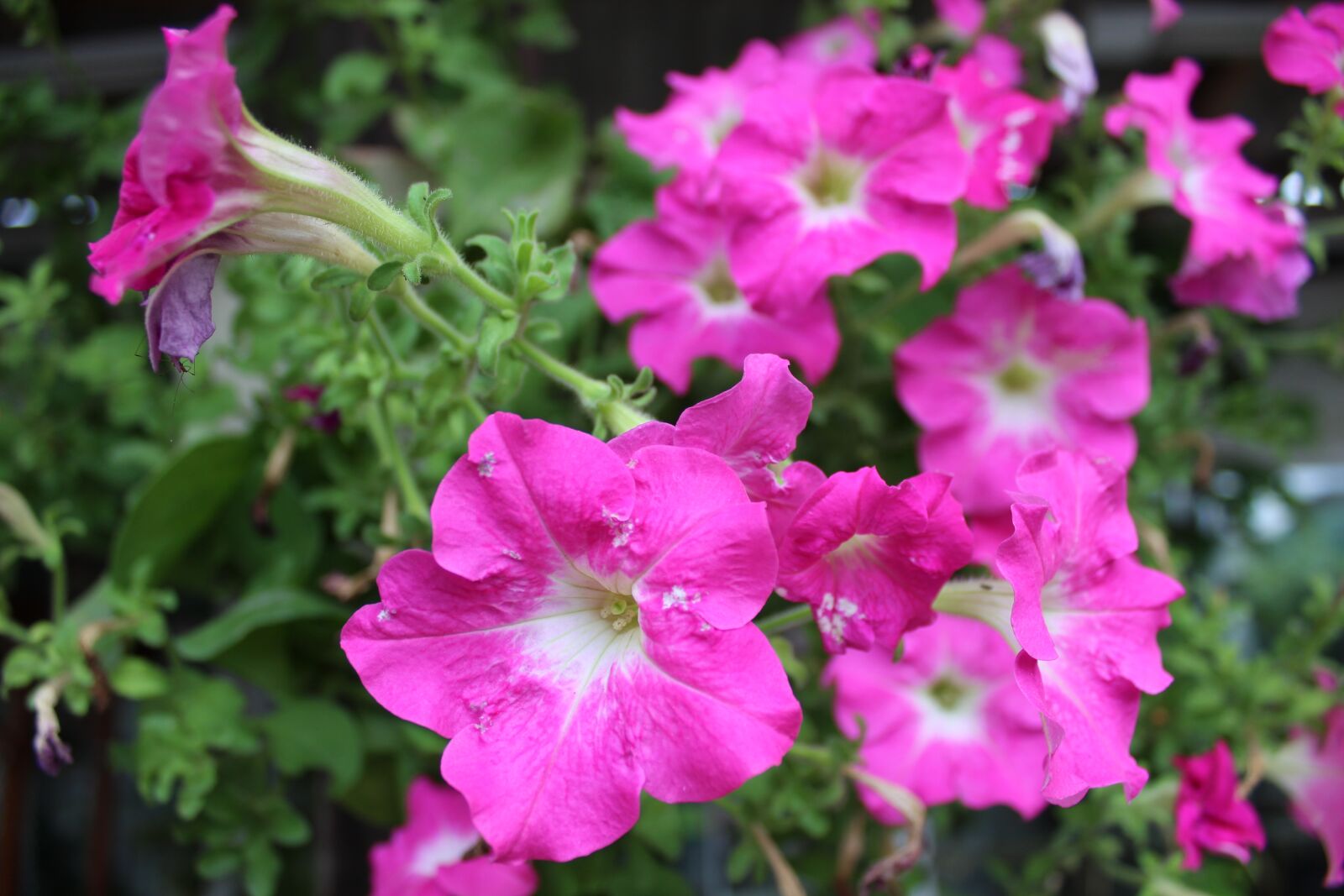 Canon EOS 1300D (EOS Rebel T6 / EOS Kiss X80) sample photo. Petunia, flower, nature photography