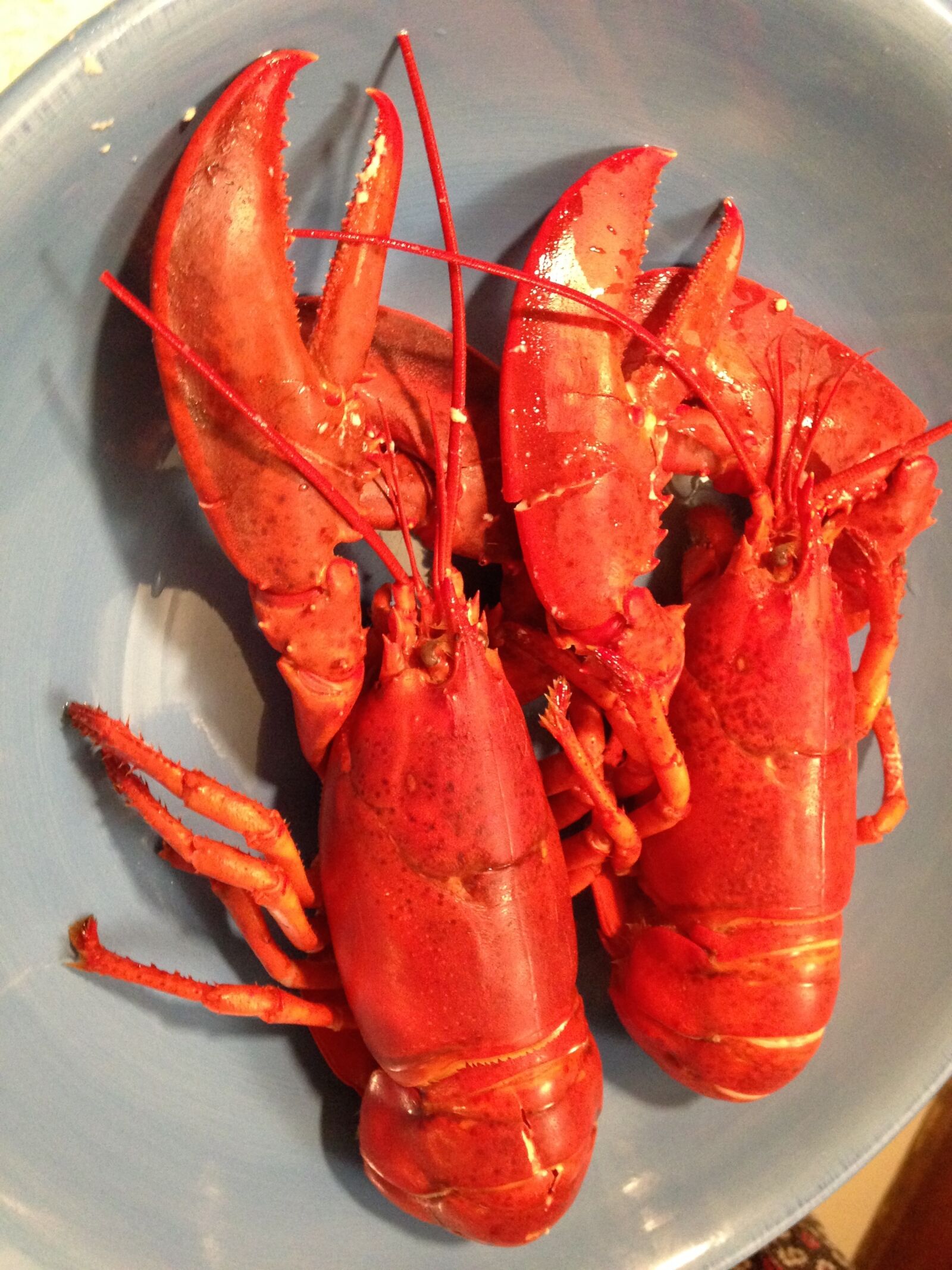 iPhone 5c back camera 4.12mm f/2.4 sample photo. Lobster, seafood, east coast photography