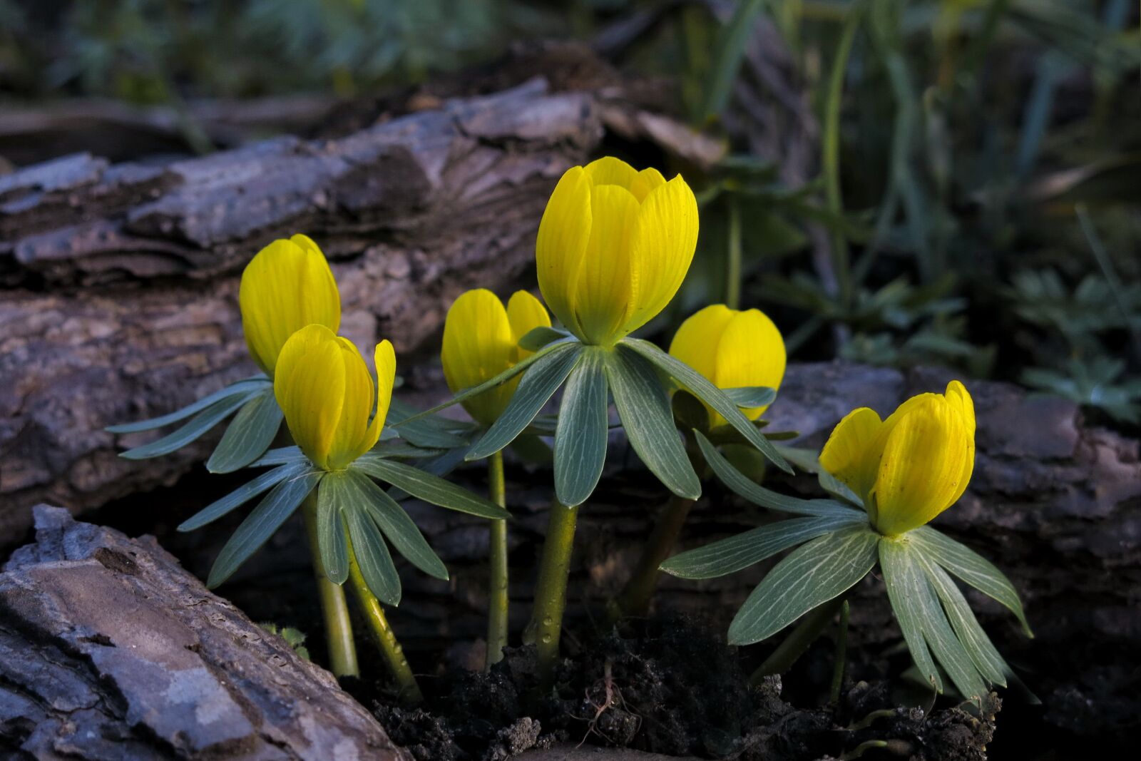 Canon PowerShot G15 sample photo. Winterling, nature, plant photography