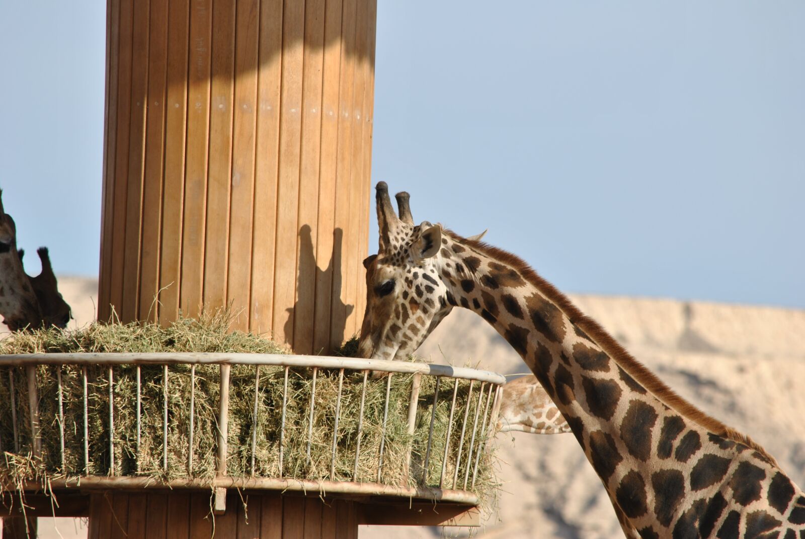 Nikon D3000 sample photo. Giraffe, safari, africa photography