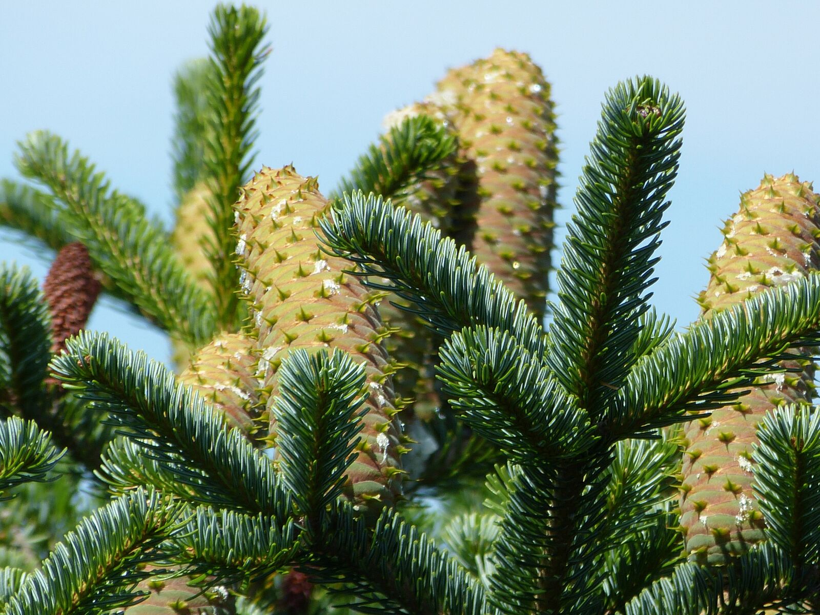 Panasonic Lumix DMC-FZ150 sample photo. Firs, tap, tree photography