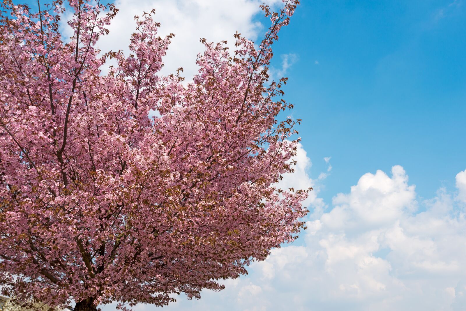 Nikon D800 sample photo. Cherry blossom, cherry tree photography
