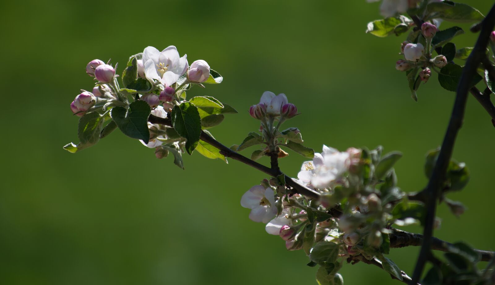 Nikon D5500 sample photo. Blossom, bloom, white photography
