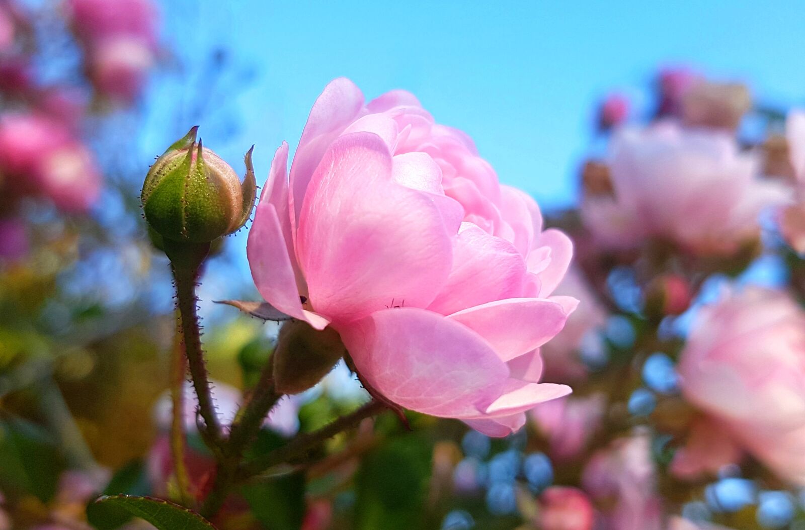 Samsung Galaxy S7 sample photo. Rose, bush r schen photography