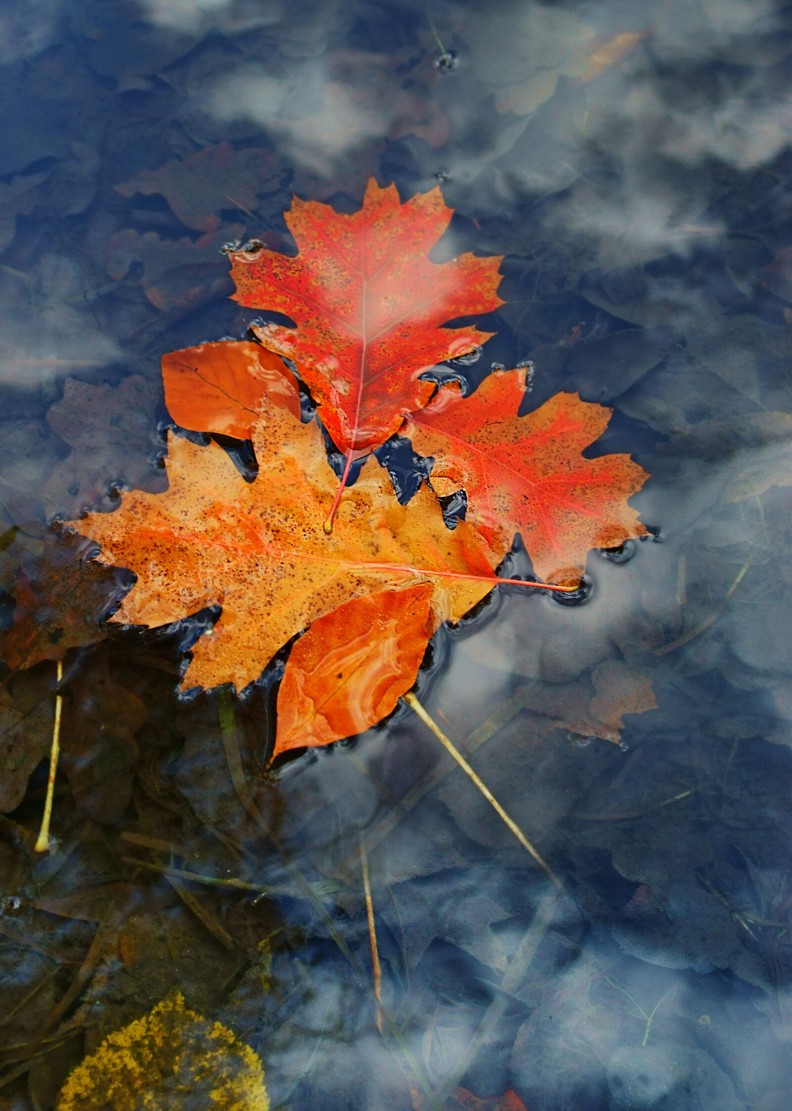 Sony a7 II sample photo. Nature, autumn, water photography