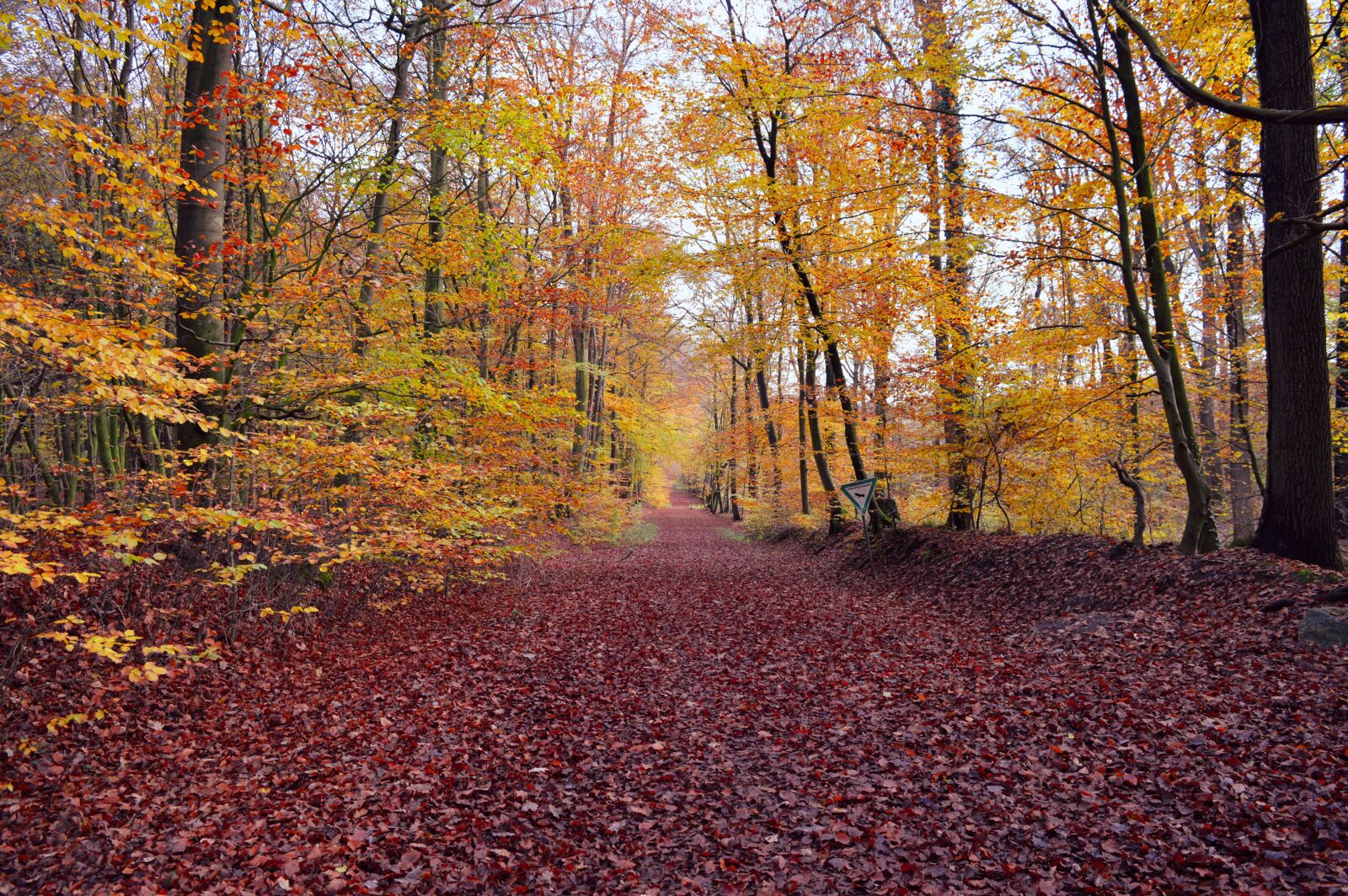 Nikon D3200 sample photo. Forest, autumn mood, leaves photography