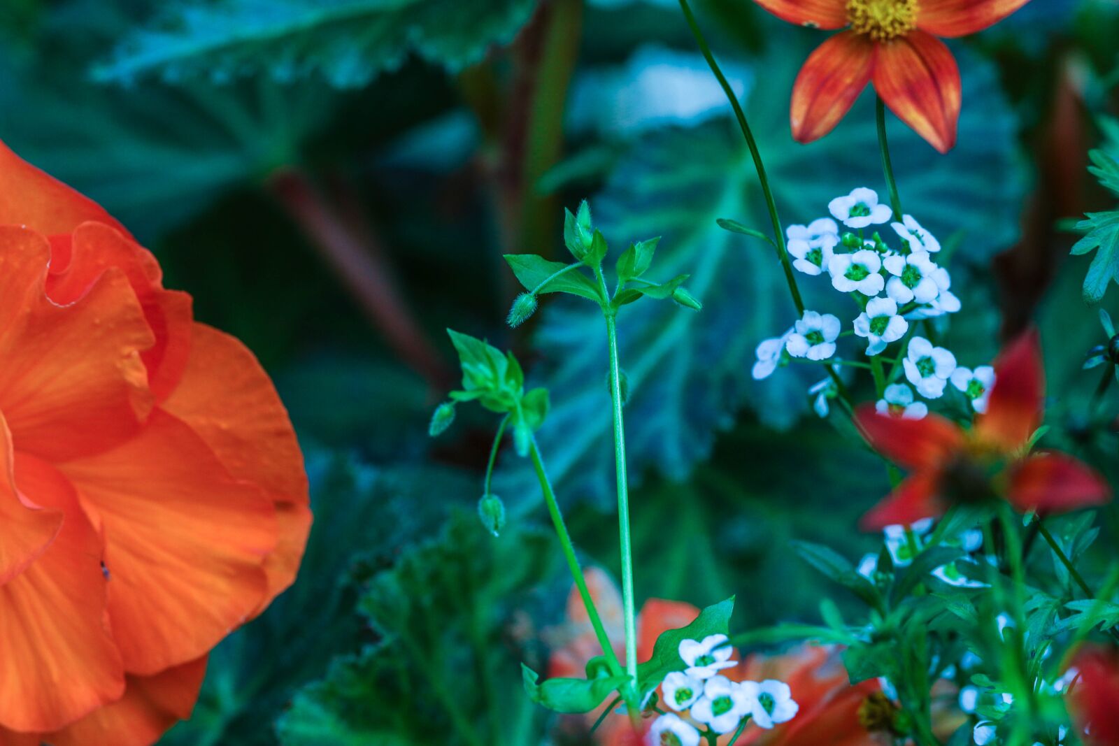 Canon EOS 7D Mark II sample photo. Garden flower, flower, garden photography