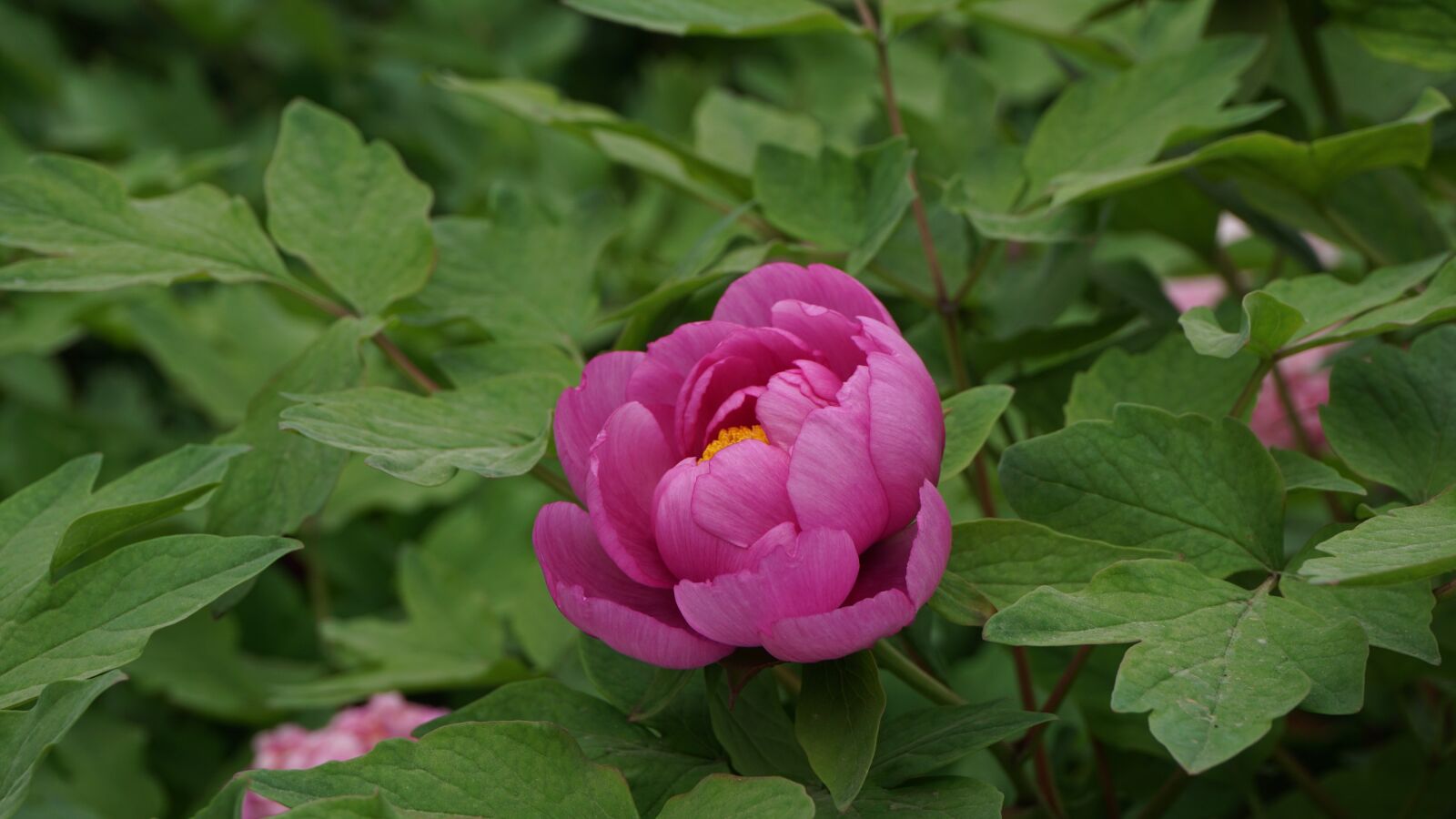 Sony a6000 sample photo. Luo yang hong, peony photography