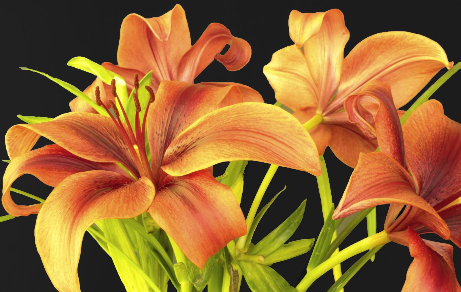 Canon EOS 550D (EOS Rebel T2i / EOS Kiss X4) sample photo. Flower, lily, flora photography