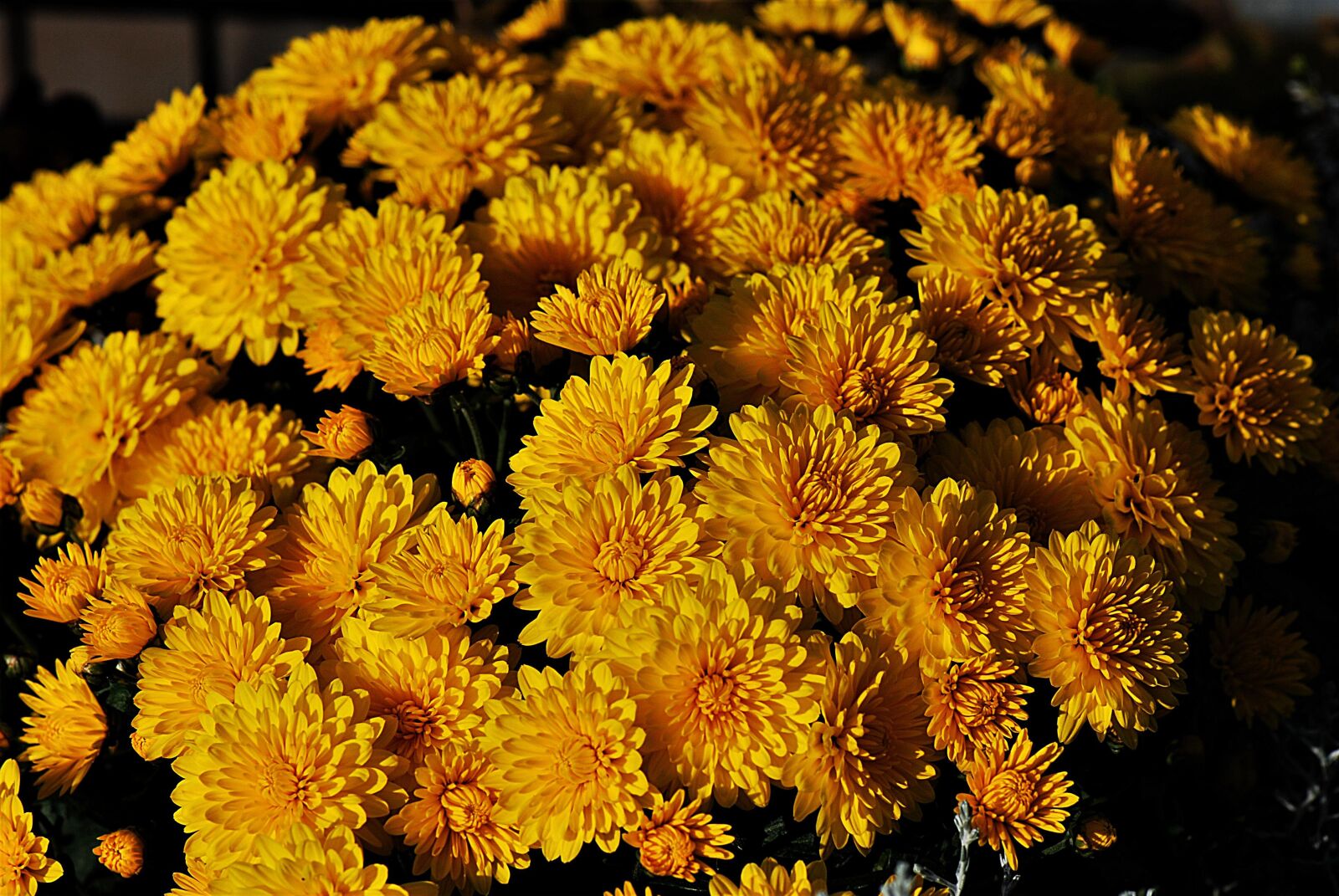 Nikon D80 sample photo. Yellow chrysanthemums, flowers, autumn photography