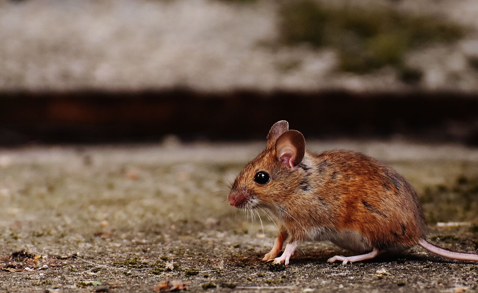 Nikon D7200 sample photo. Mouse, rodent, cute photography