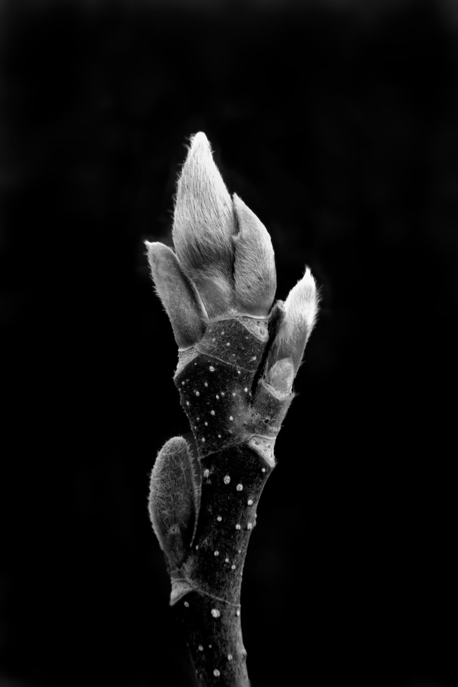 Pentax K-3 sample photo. Bud, flower, nature photography