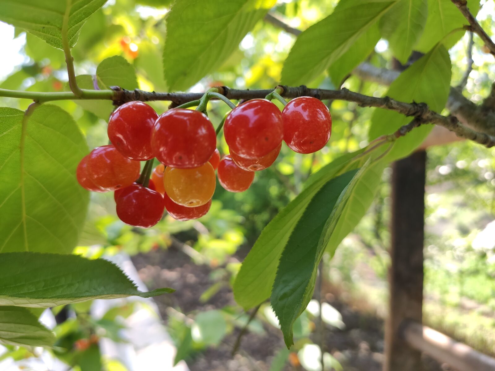 Xiaomi Redmi K20 Pro sample photo. Cherry, cherry ripe, the photography