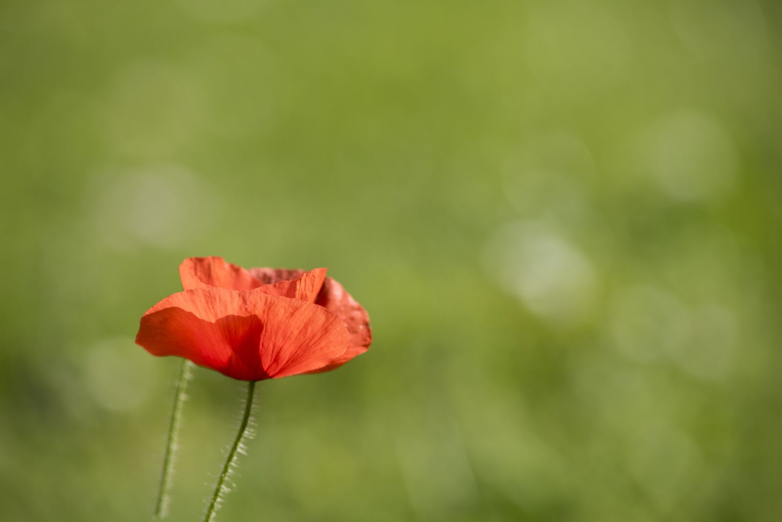 Nikon D750 sample photo. Flower, nature, plant photography