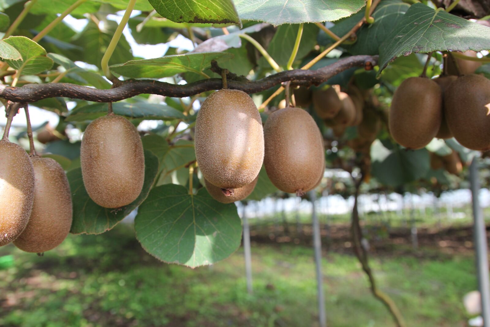 Canon EOS 550D (EOS Rebel T2i / EOS Kiss X4) sample photo. Kiwi, fruit, gold kiwi photography