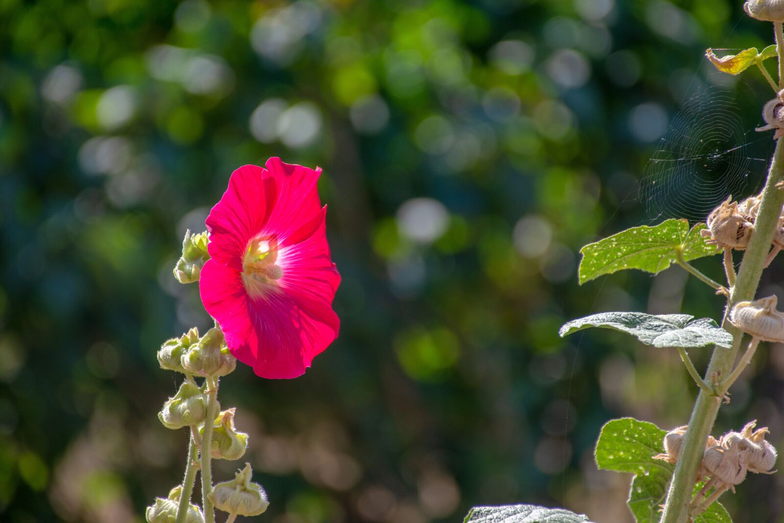 Nikon D7200 sample photo. Flower, garden, nature photography
