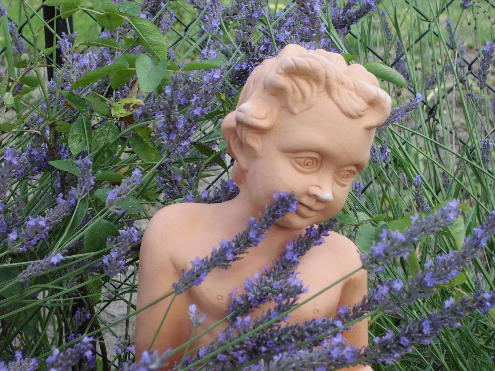 Pentax OPTIO 60 sample photo. Garden, lavender, cherub photography