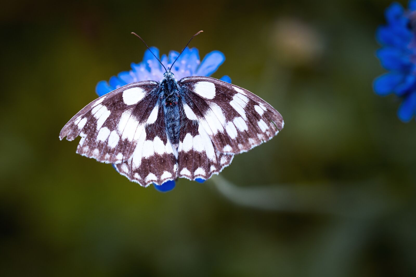 Nikon D7100 sample photo. Butterfly, chess board, women's photography