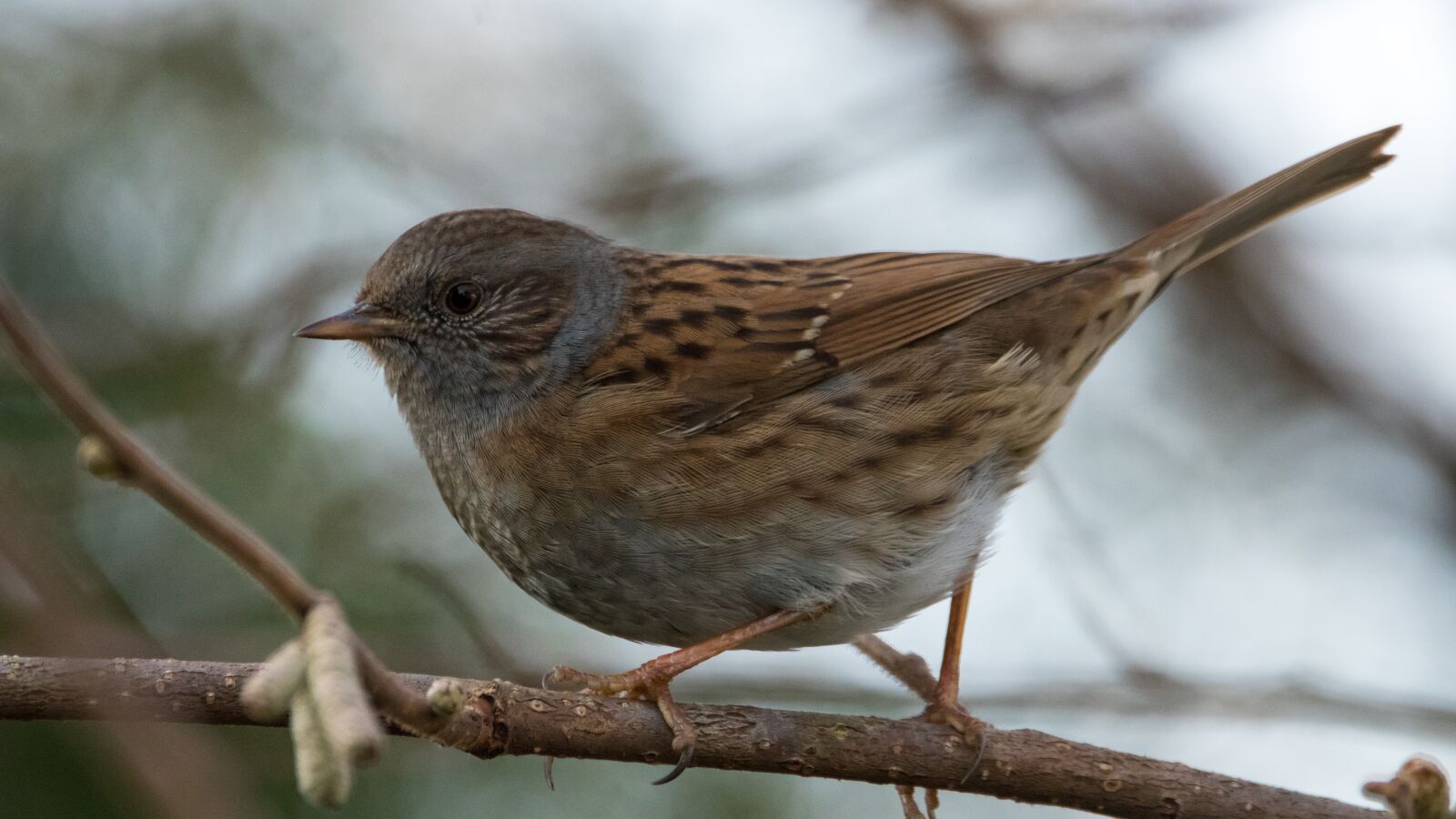 150-600mm F5-6.3 DG OS HSM | Contemporary 015 sample photo. Dunnock, garden, bird photography